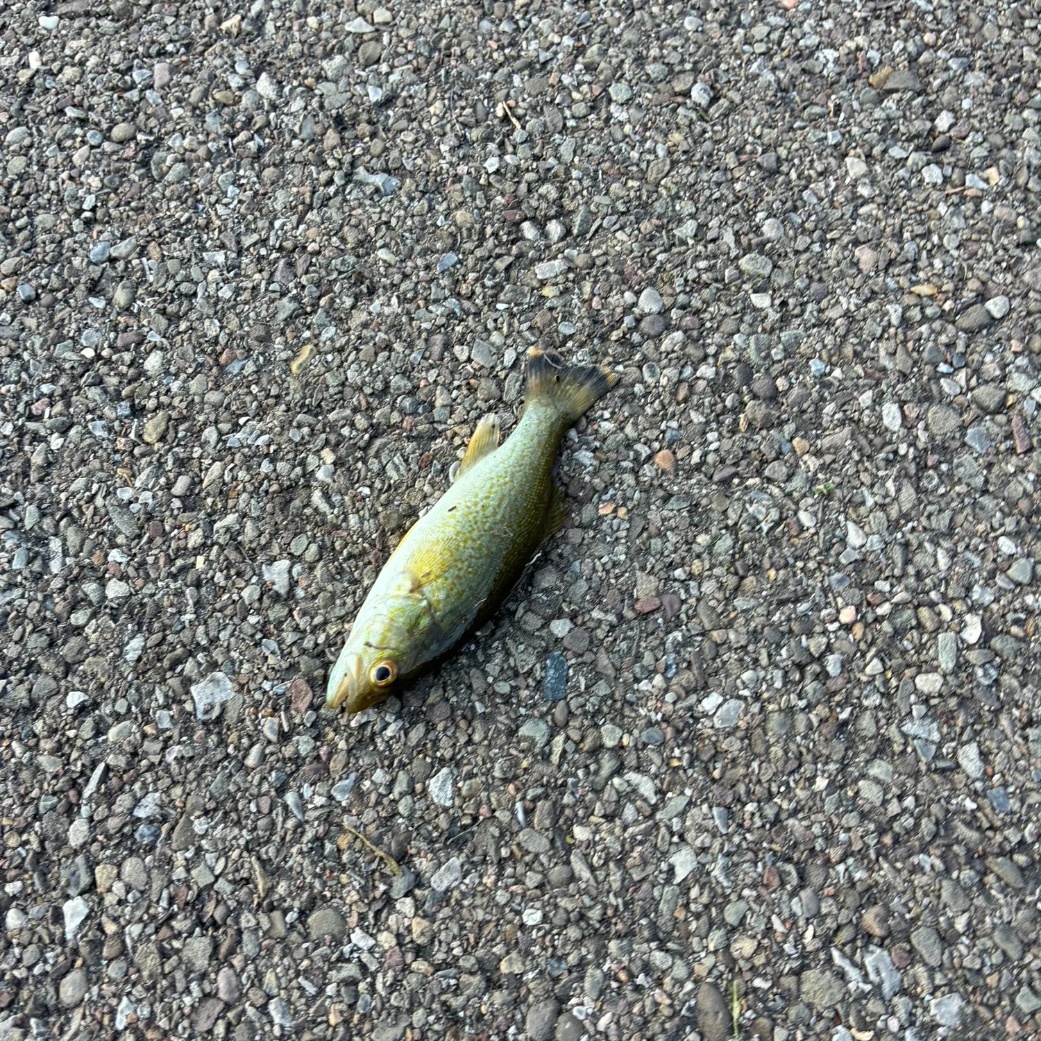 Smallmouth bass caught on Fishbrain