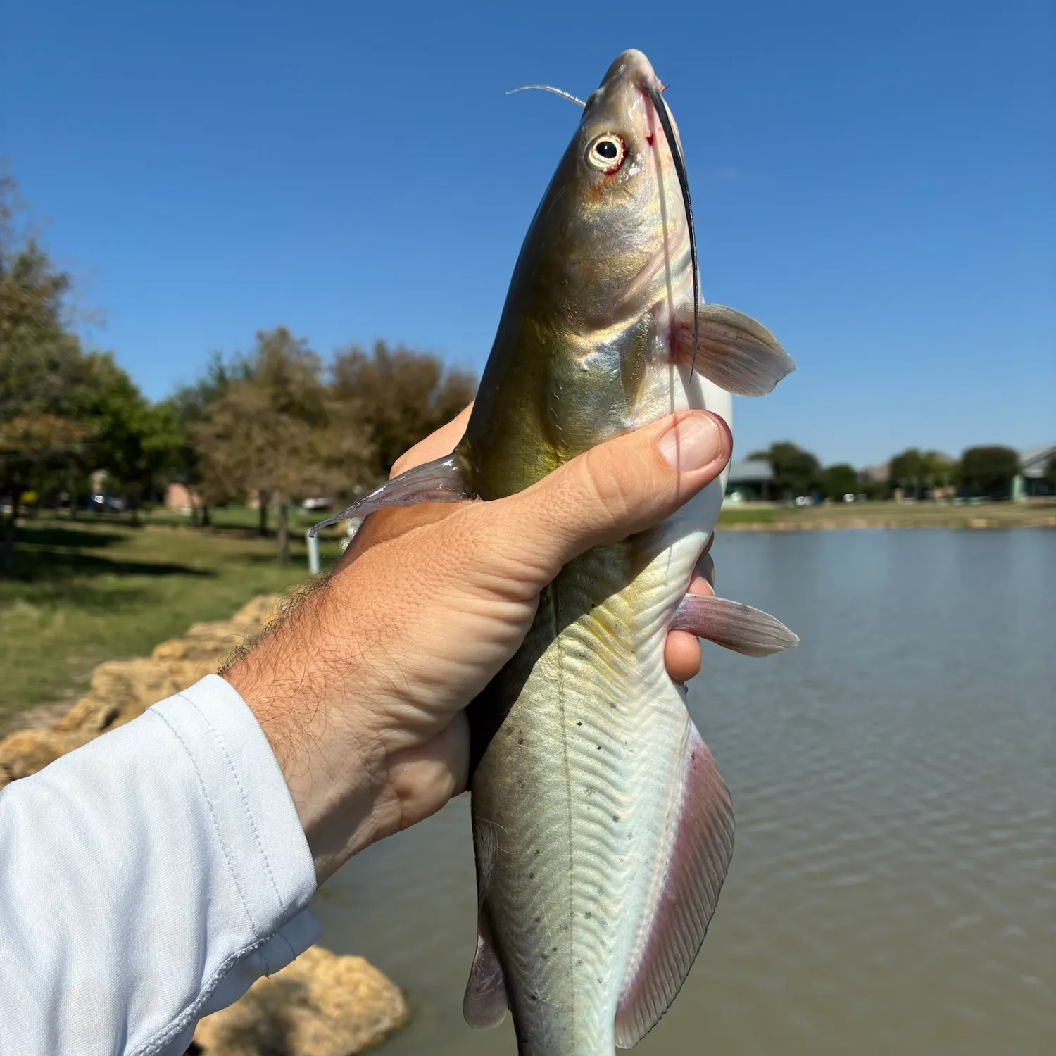 Channel catfish caught on Fishbrain