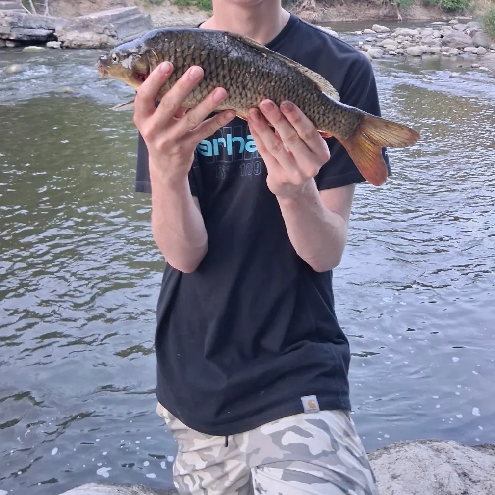 Common carp caught on Fishbrain