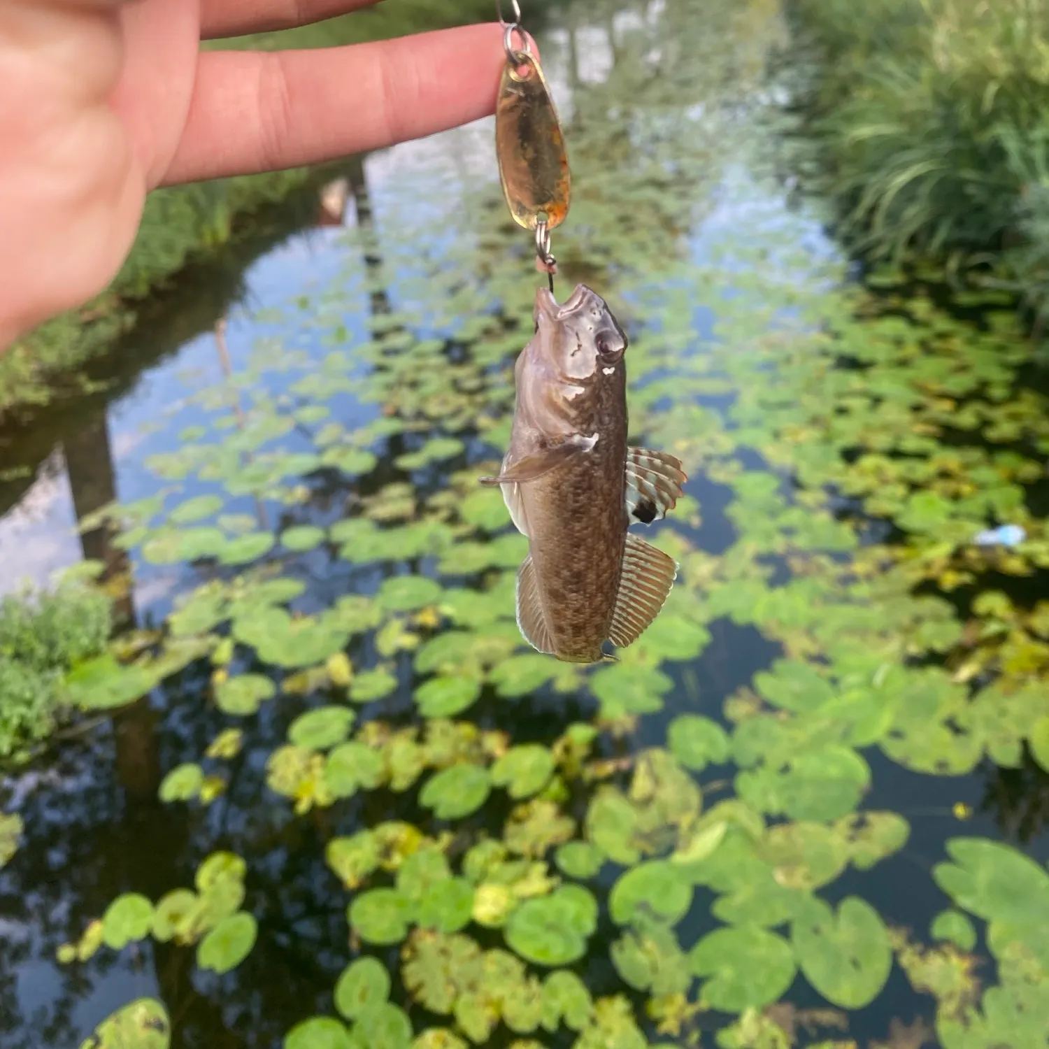 Round goby caught on Fishbrain