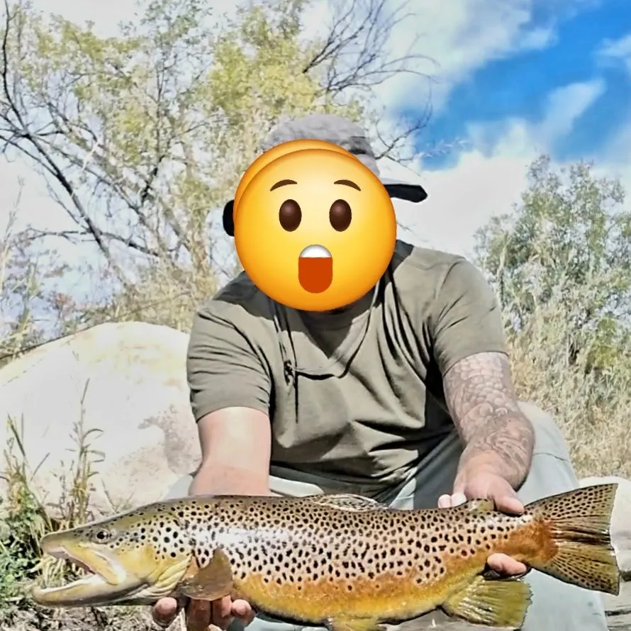 Brown trout caught on Fishbrain