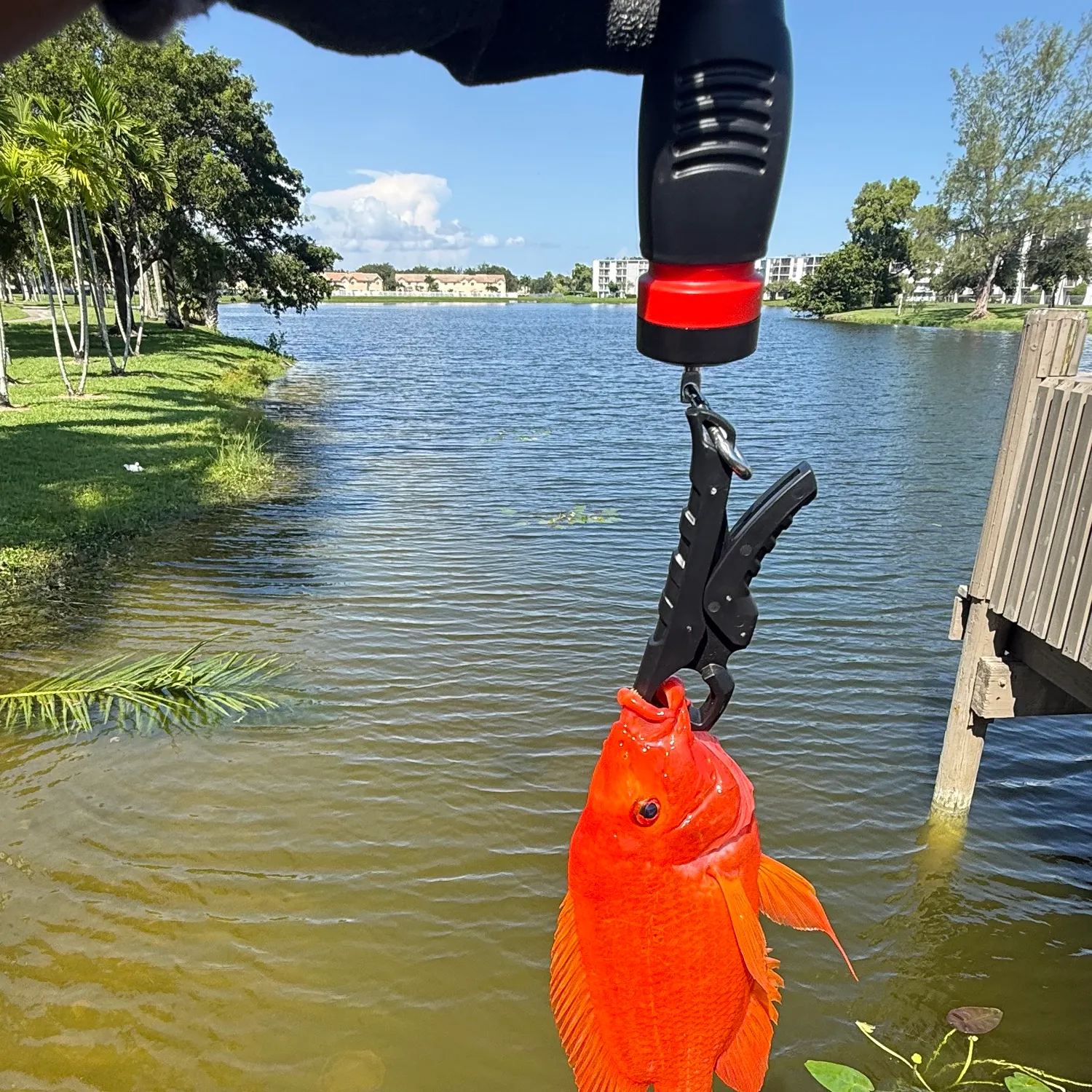 Midas cichlid caught on Fishbrain