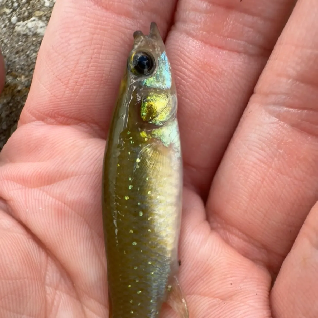 The most recent Golden topminnow catches on Fishbrain