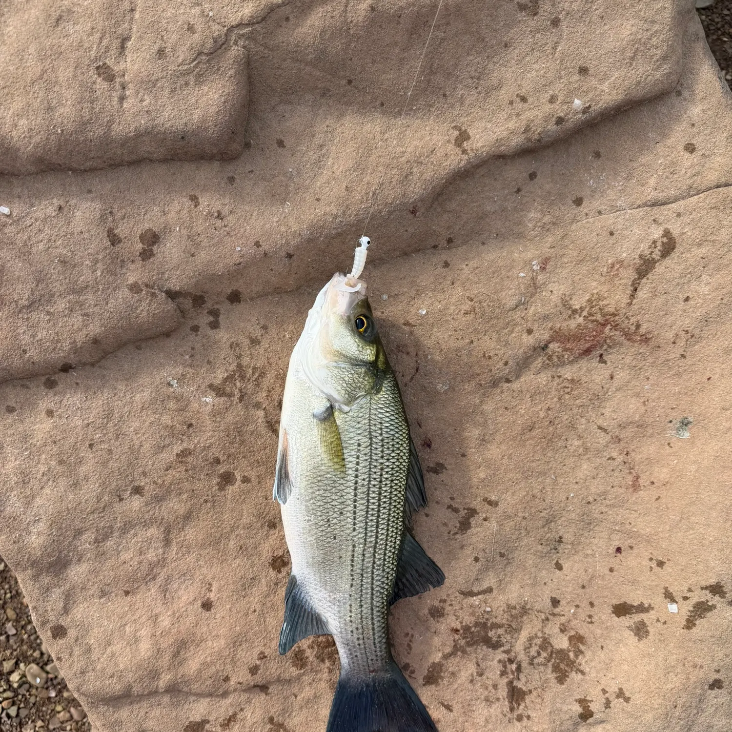 White bass caught on Fishbrain