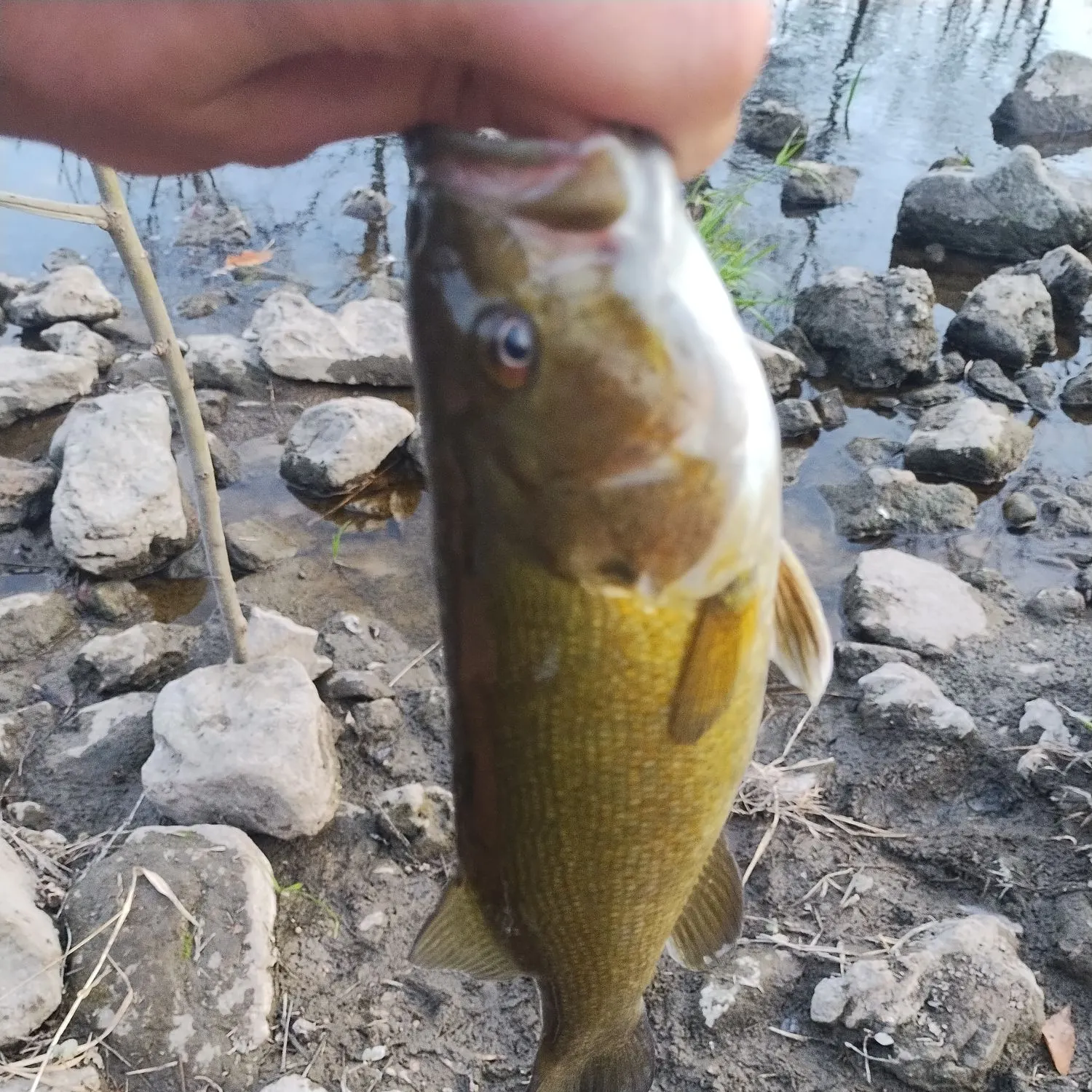 Smallmouth bass caught on Fishbrain