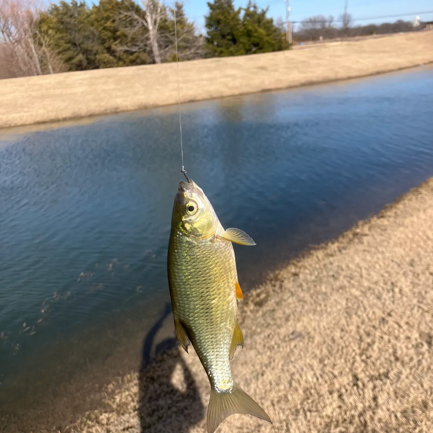 The most recent Golden shiner catches on Fishbrain