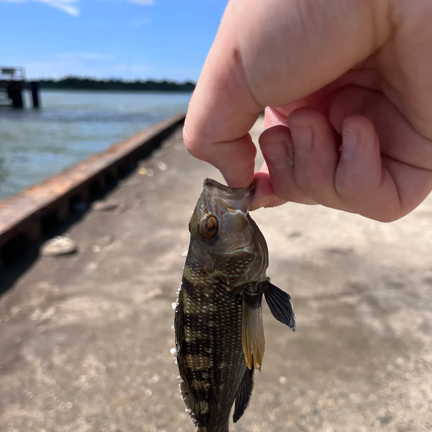 Black sea bass caught on Fishbrain