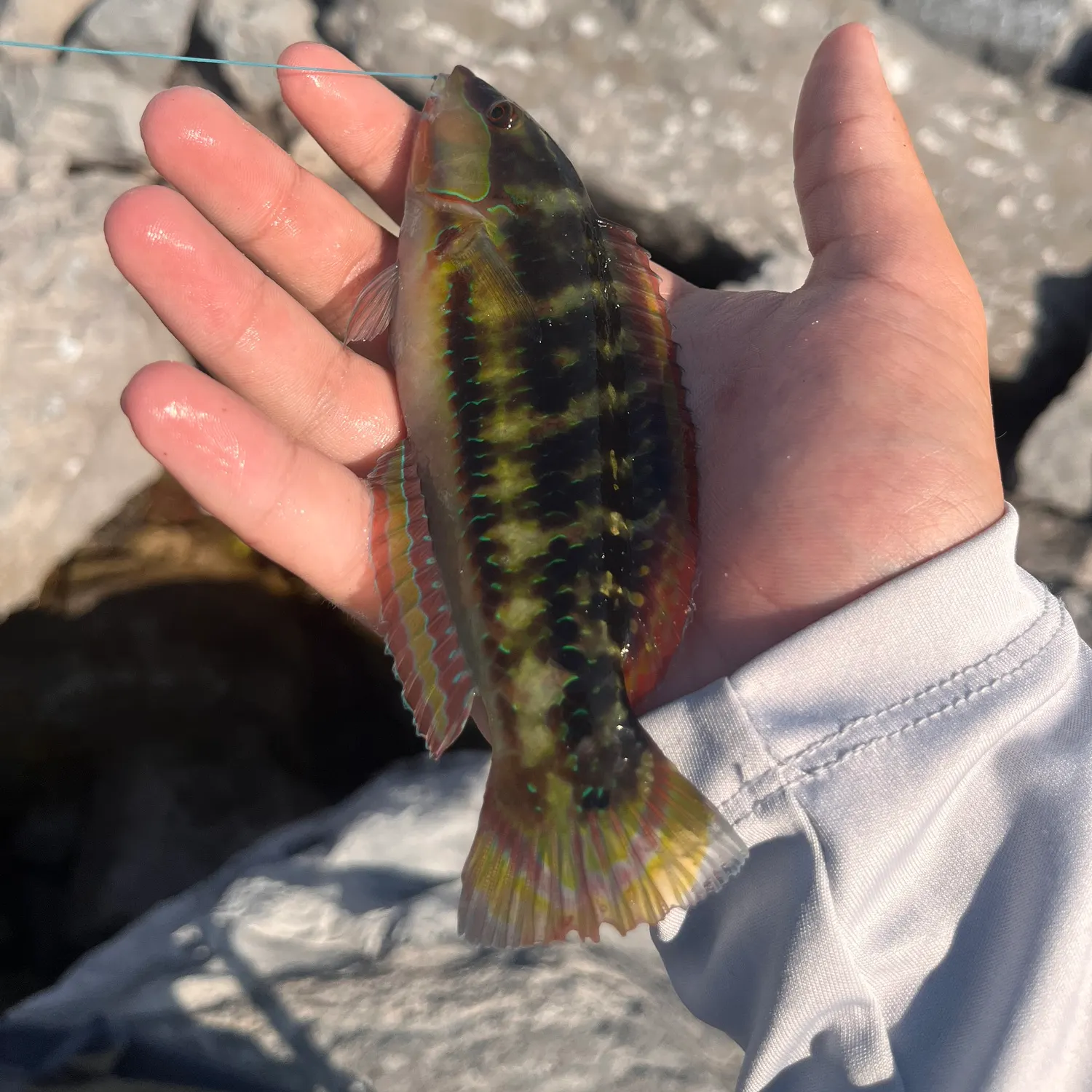 The most recent Slippery dick wrasse catches on Fishbrain