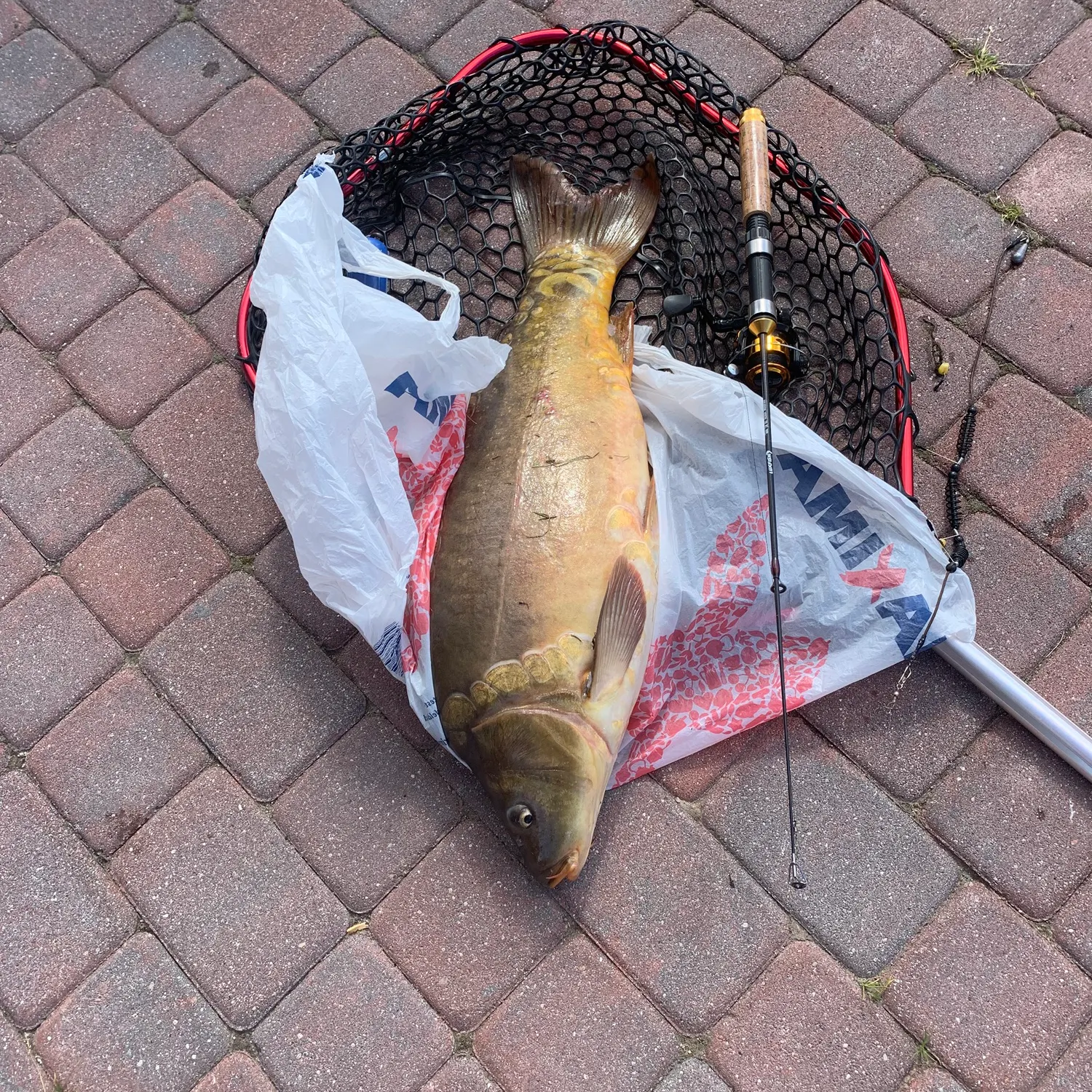 Mirror carp caught on Fishbrain