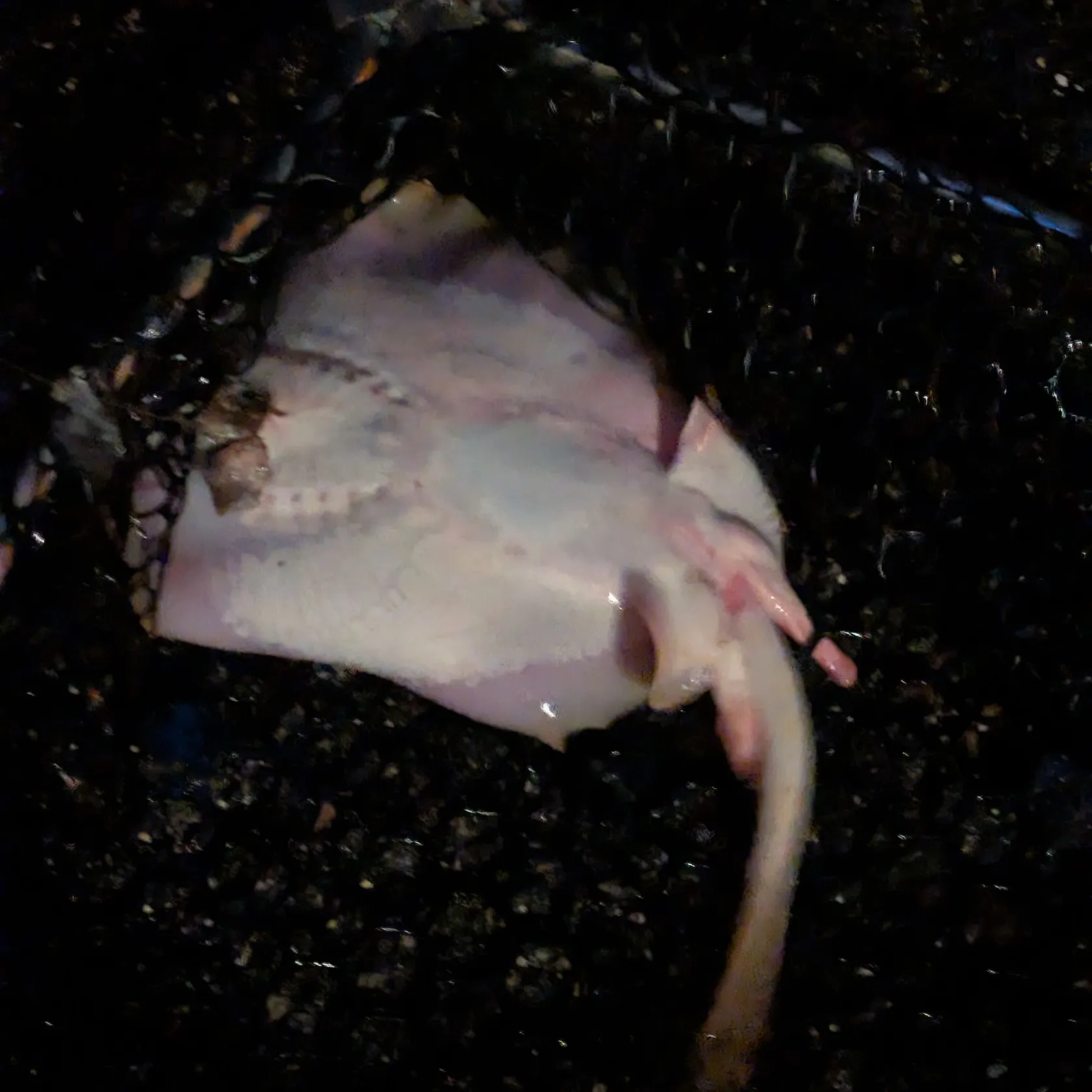 The most recent Southern stingray catches on Fishbrain