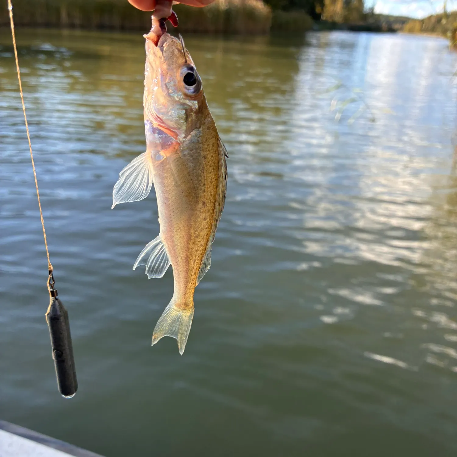 Eurasian ruffe caught on Fishbrain