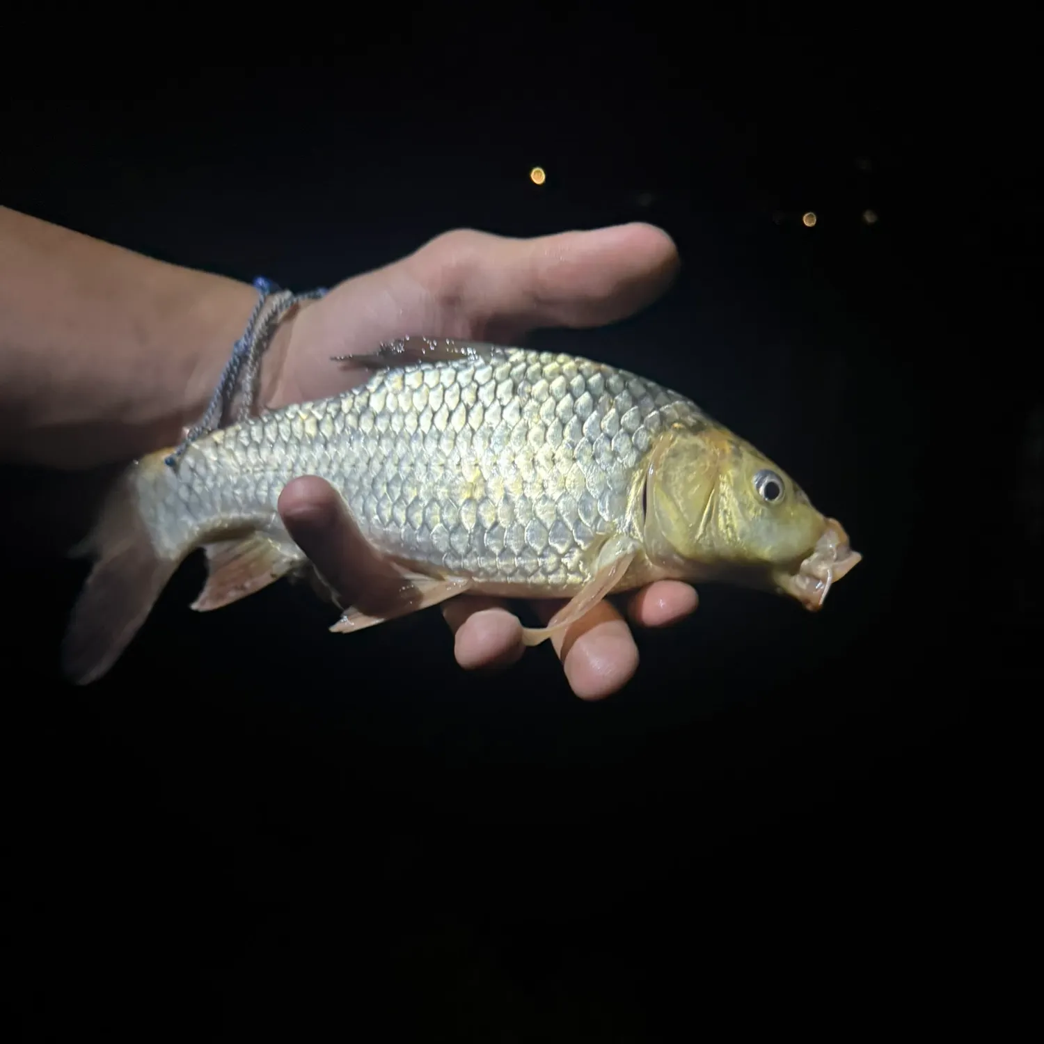The most recent Common carp catches on Fishbrain