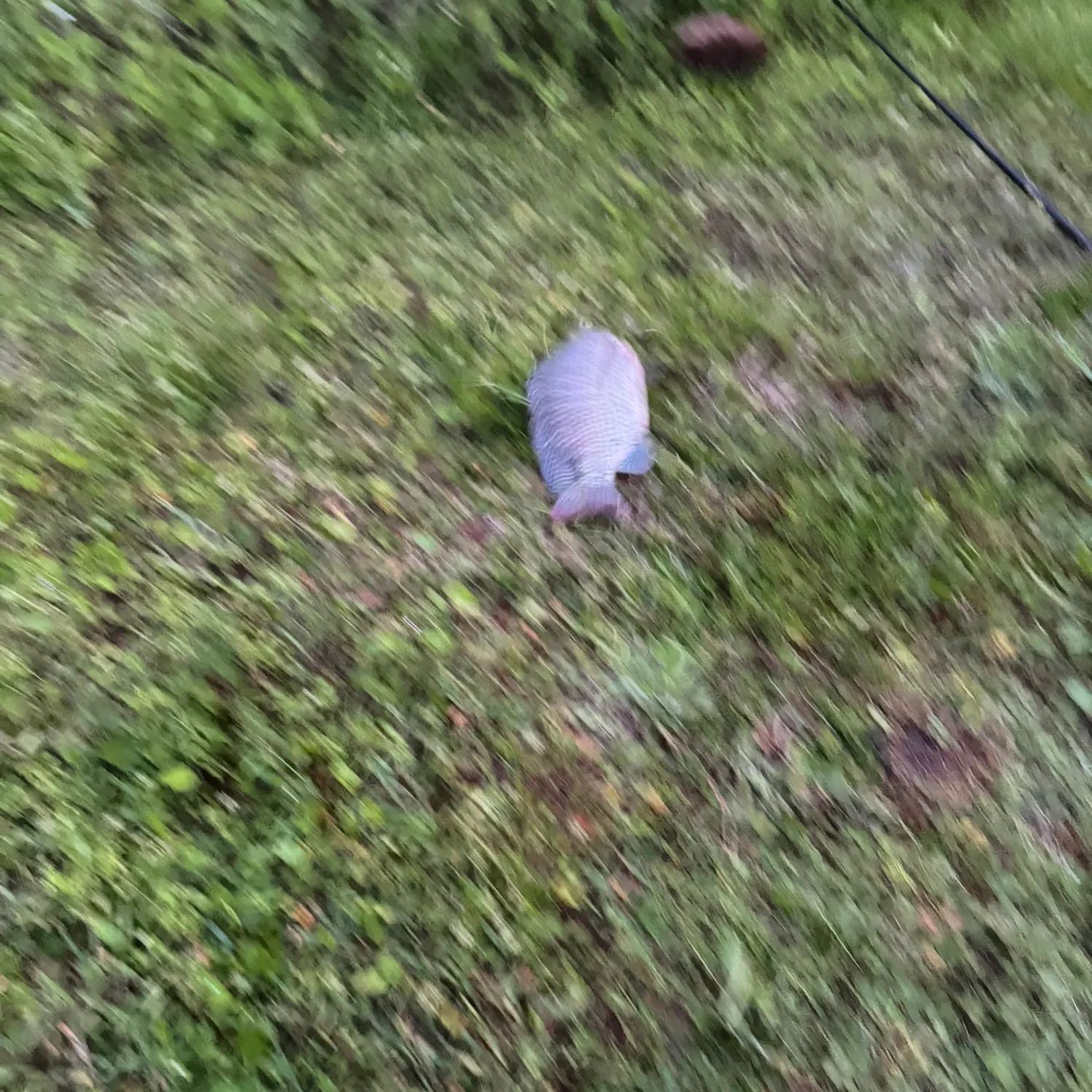 The most recent Redbreast tilapia catches on Fishbrain