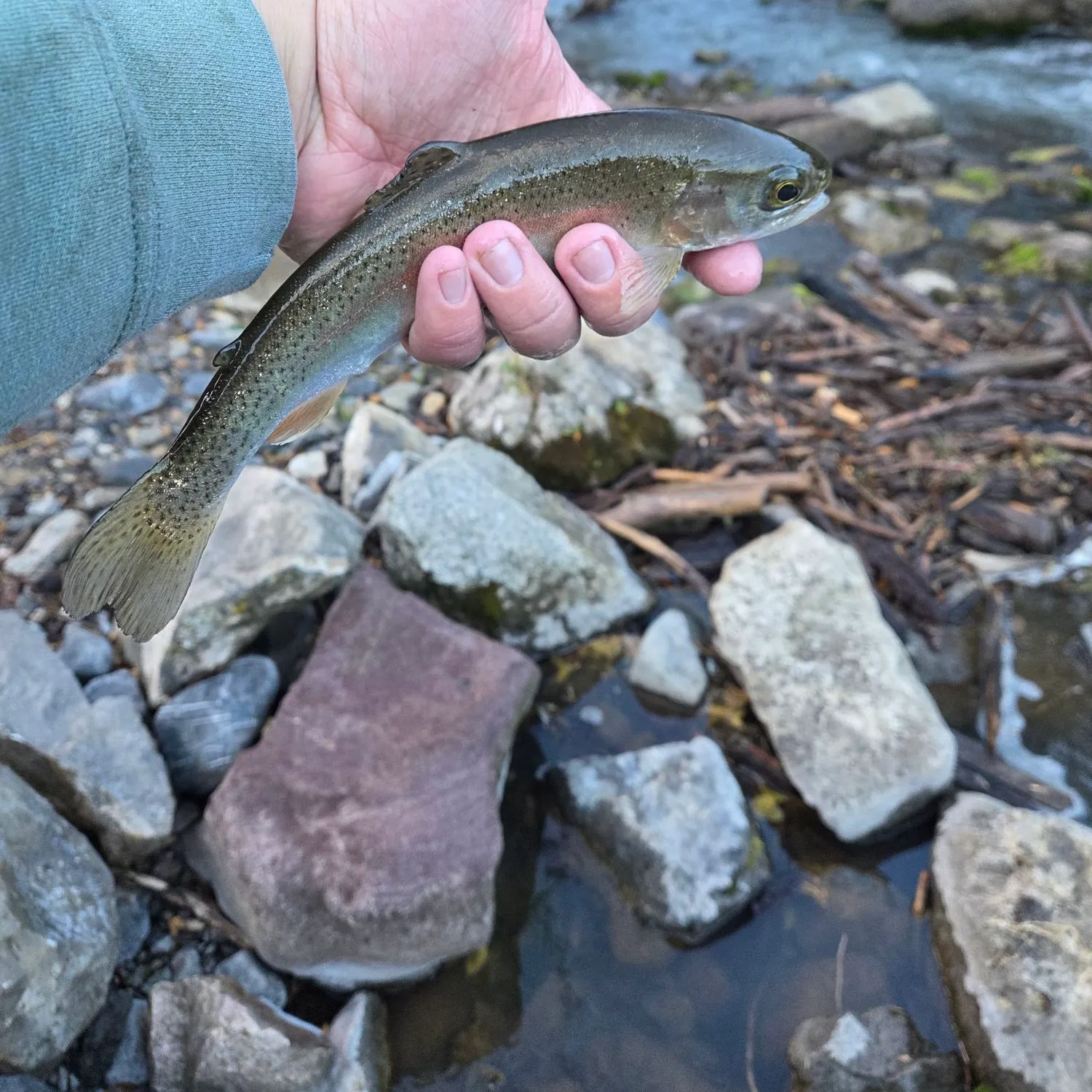 Rainbow trout caught on Fishbrain