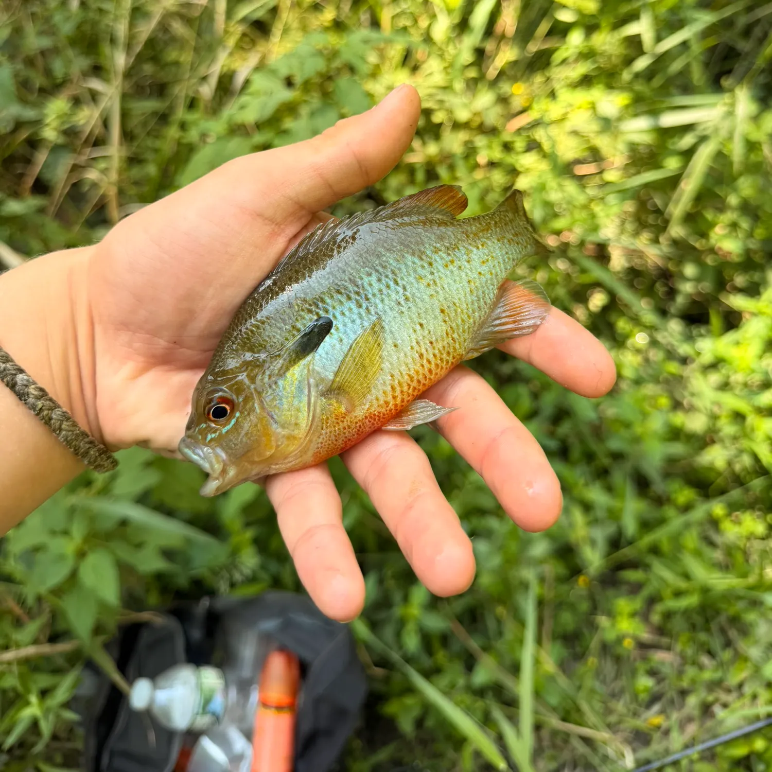 Redbreast sunfish caught on Fishbrain