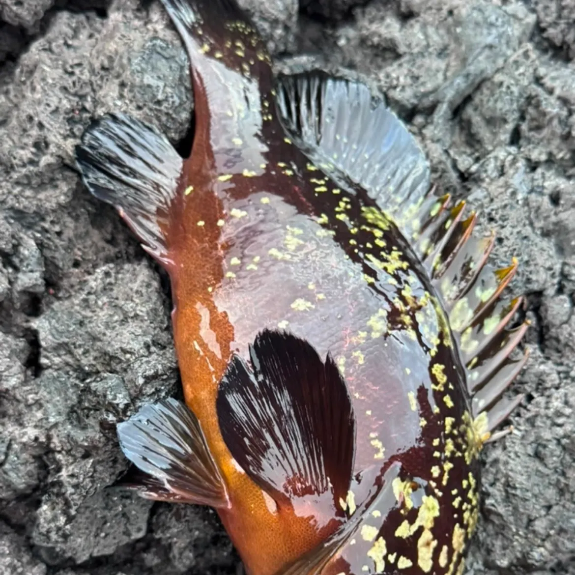 The most recent Rock hind catches on Fishbrain