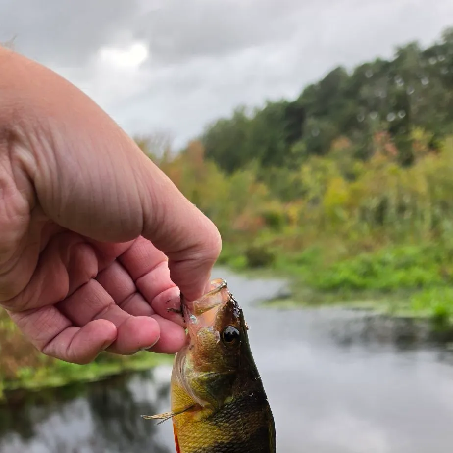 Yellow perch caught on Fishbrain