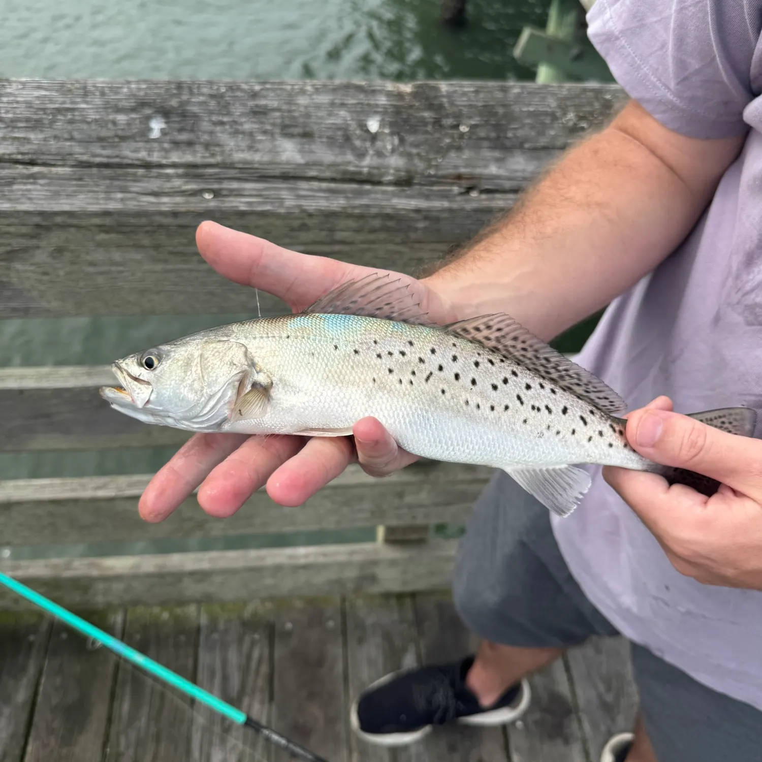 Spotted seatrout caught on Fishbrain