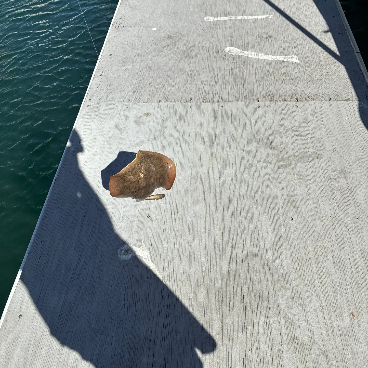 The most recent Atlantic stingray catches on Fishbrain