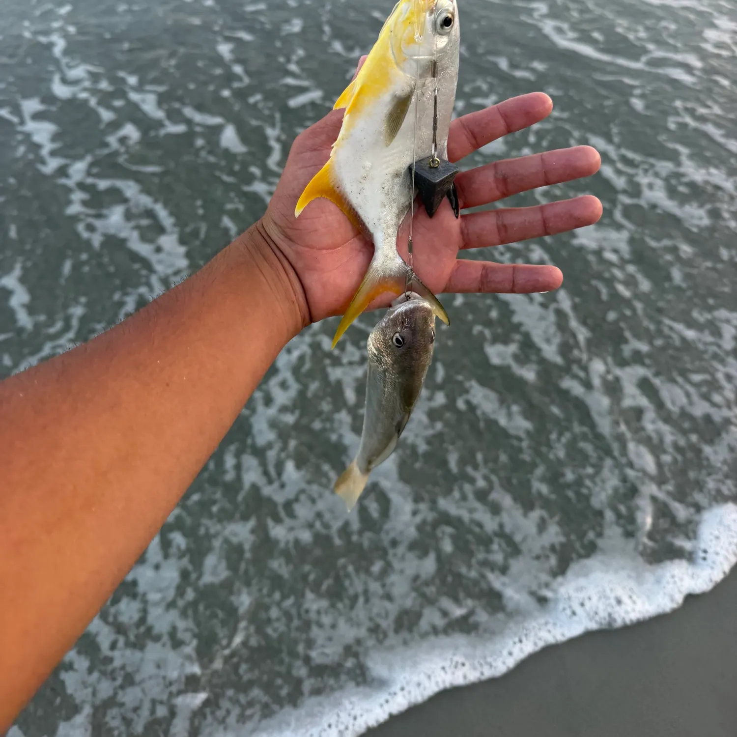 Florida pompano caught on Fishbrain