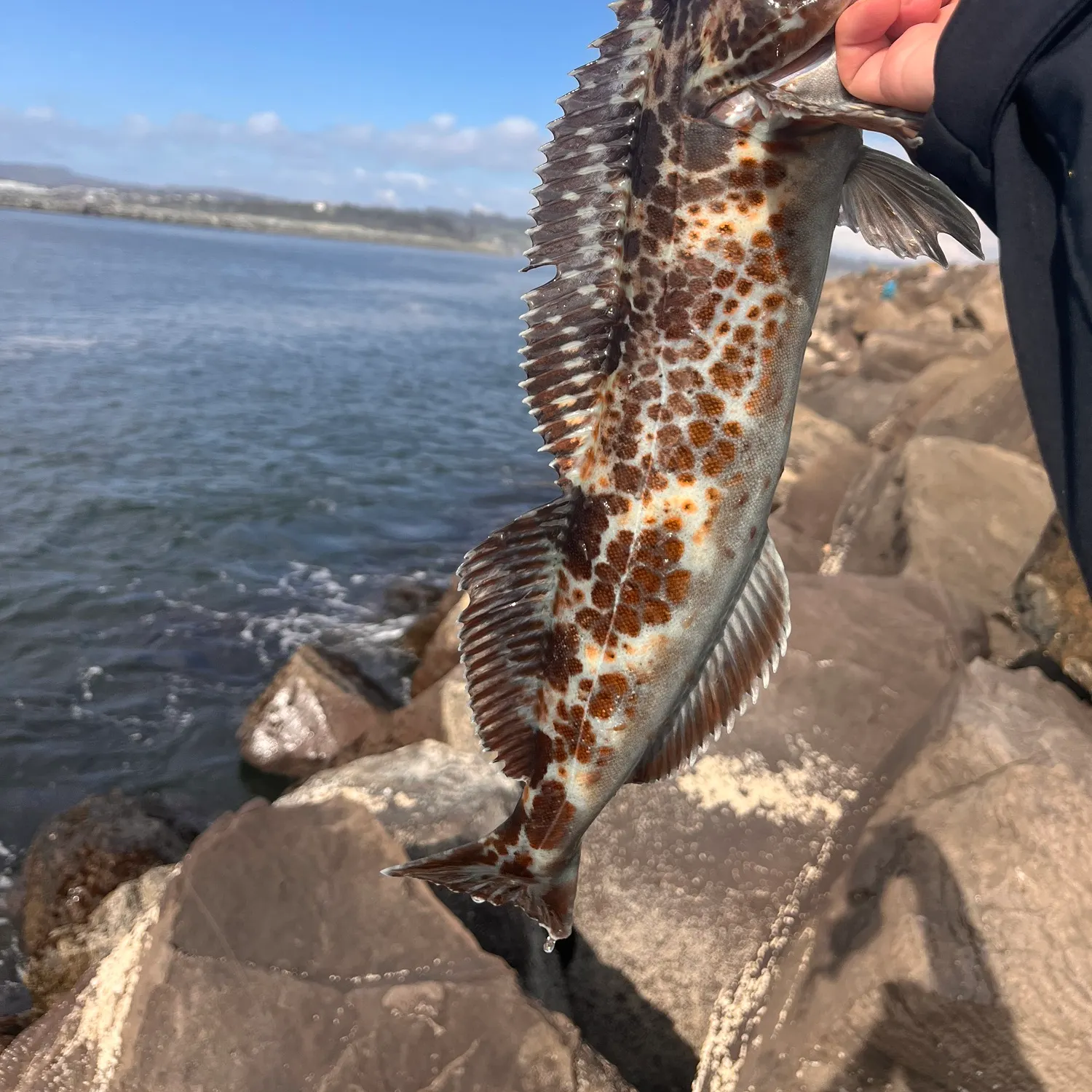 The most recent Lingcod catches on Fishbrain