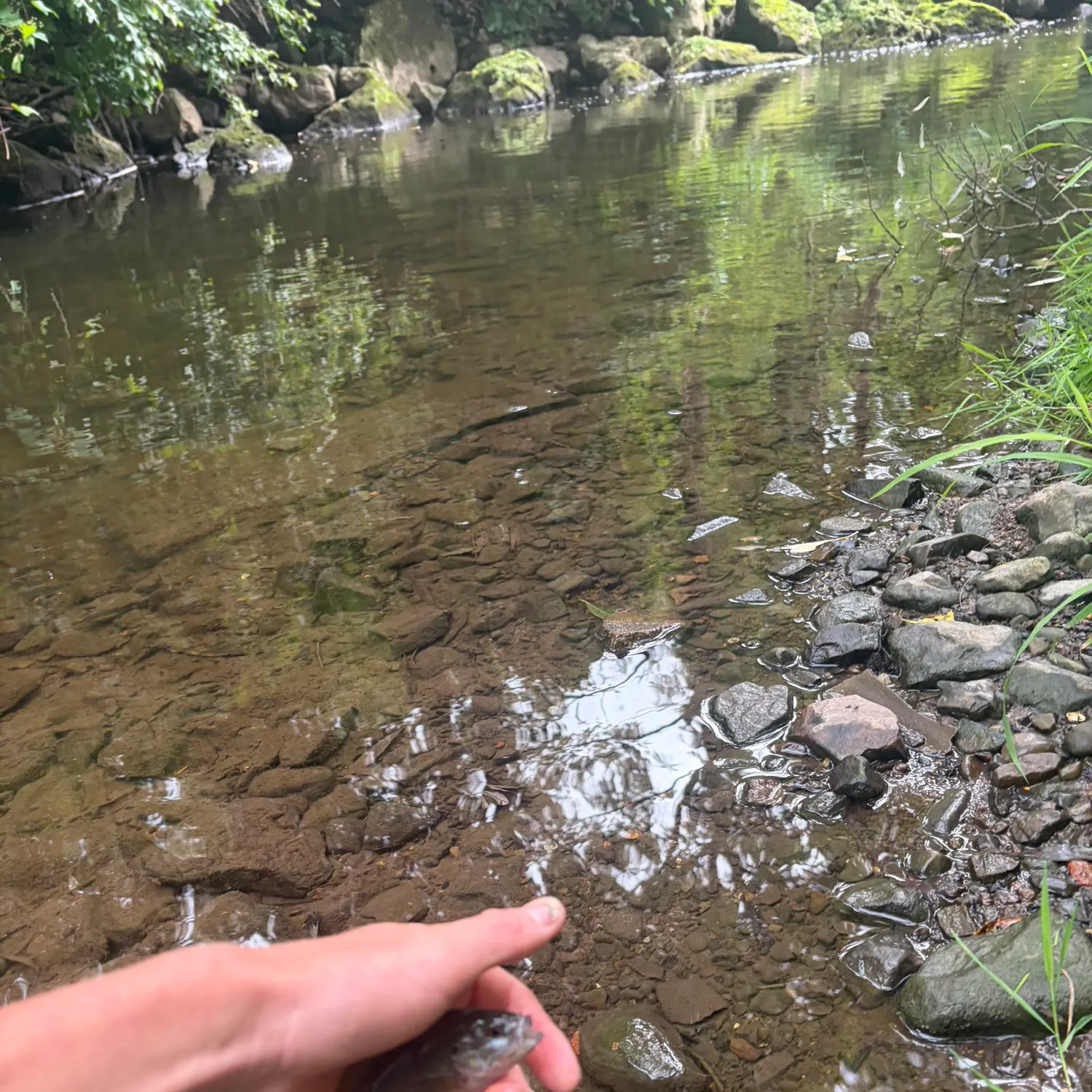 Green sunfish caught on Fishbrain