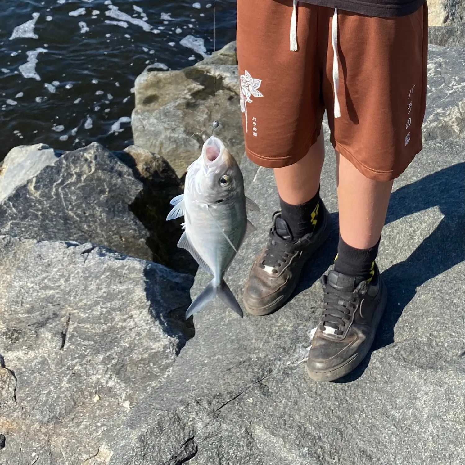 The most recent White trevally catches on Fishbrain