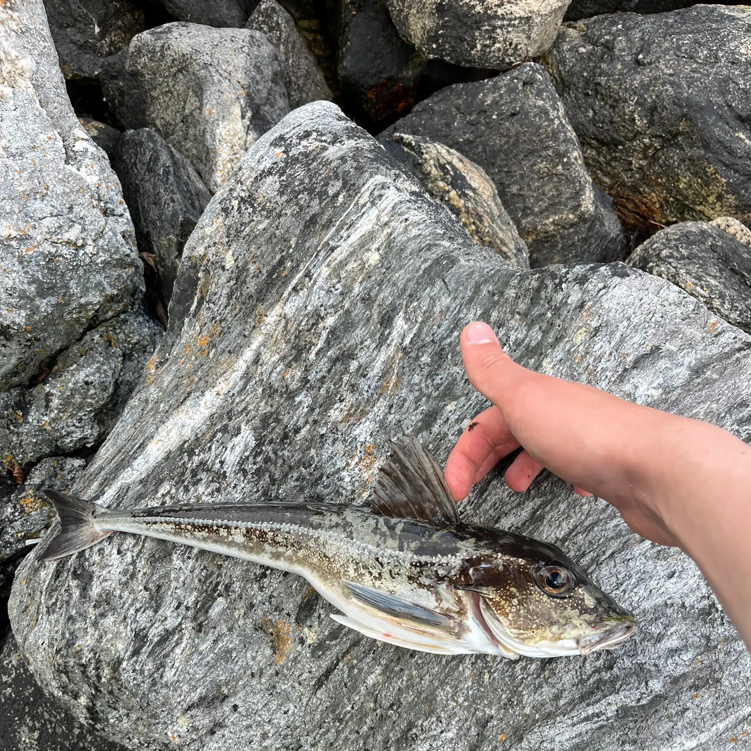 The most recent Grey gurnard catches on Fishbrain