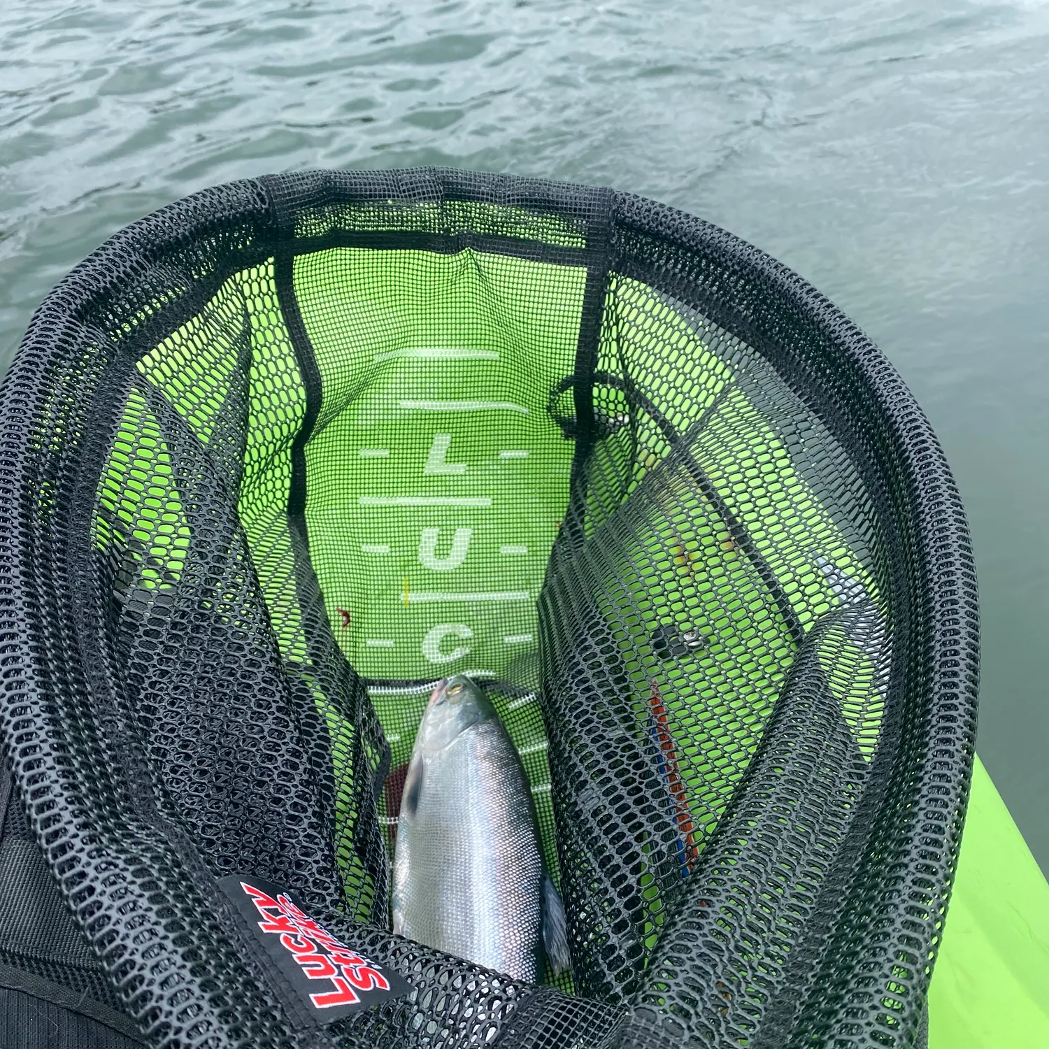 The most recent Steelhead catches on Fishbrain