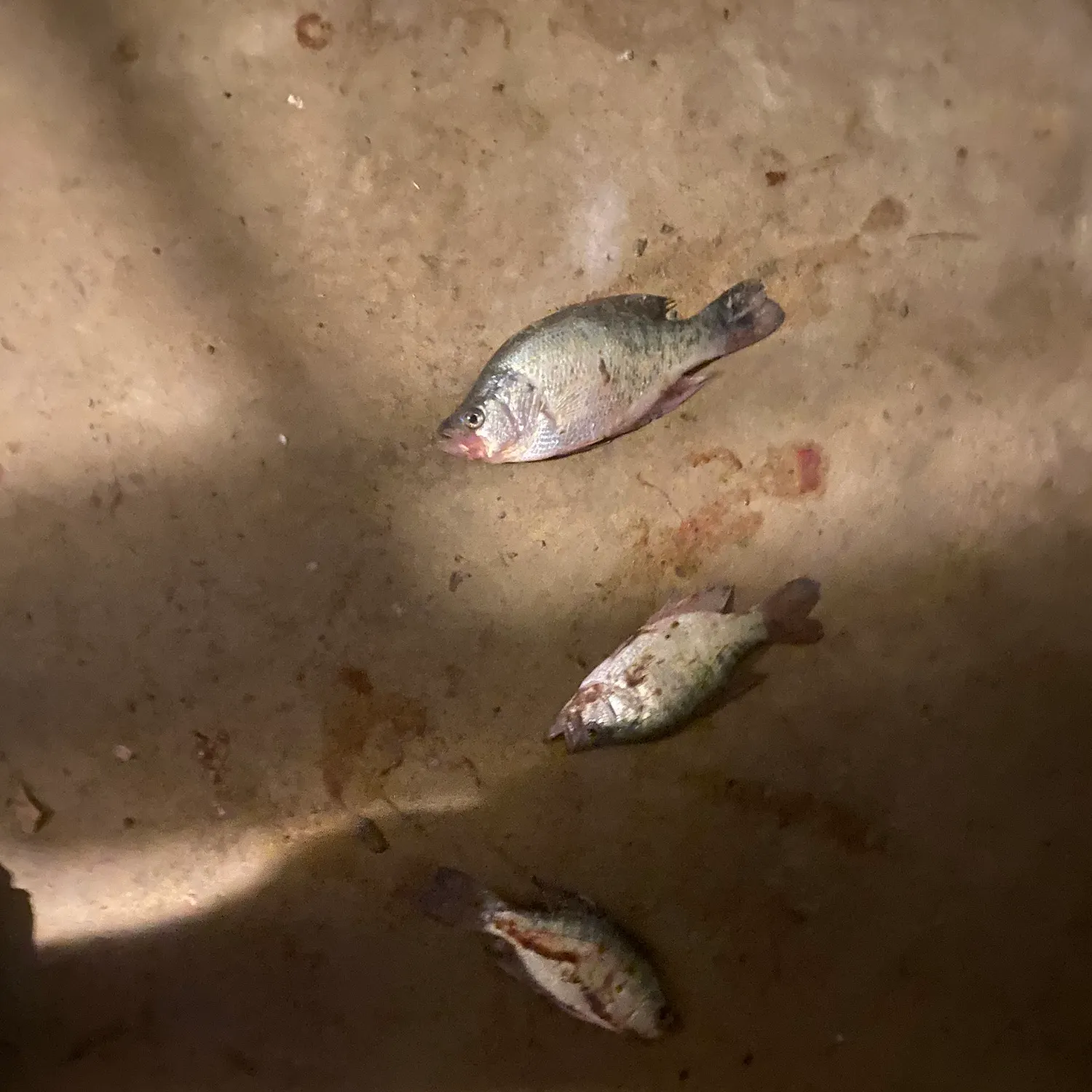 The most recent White crappie catches on Fishbrain