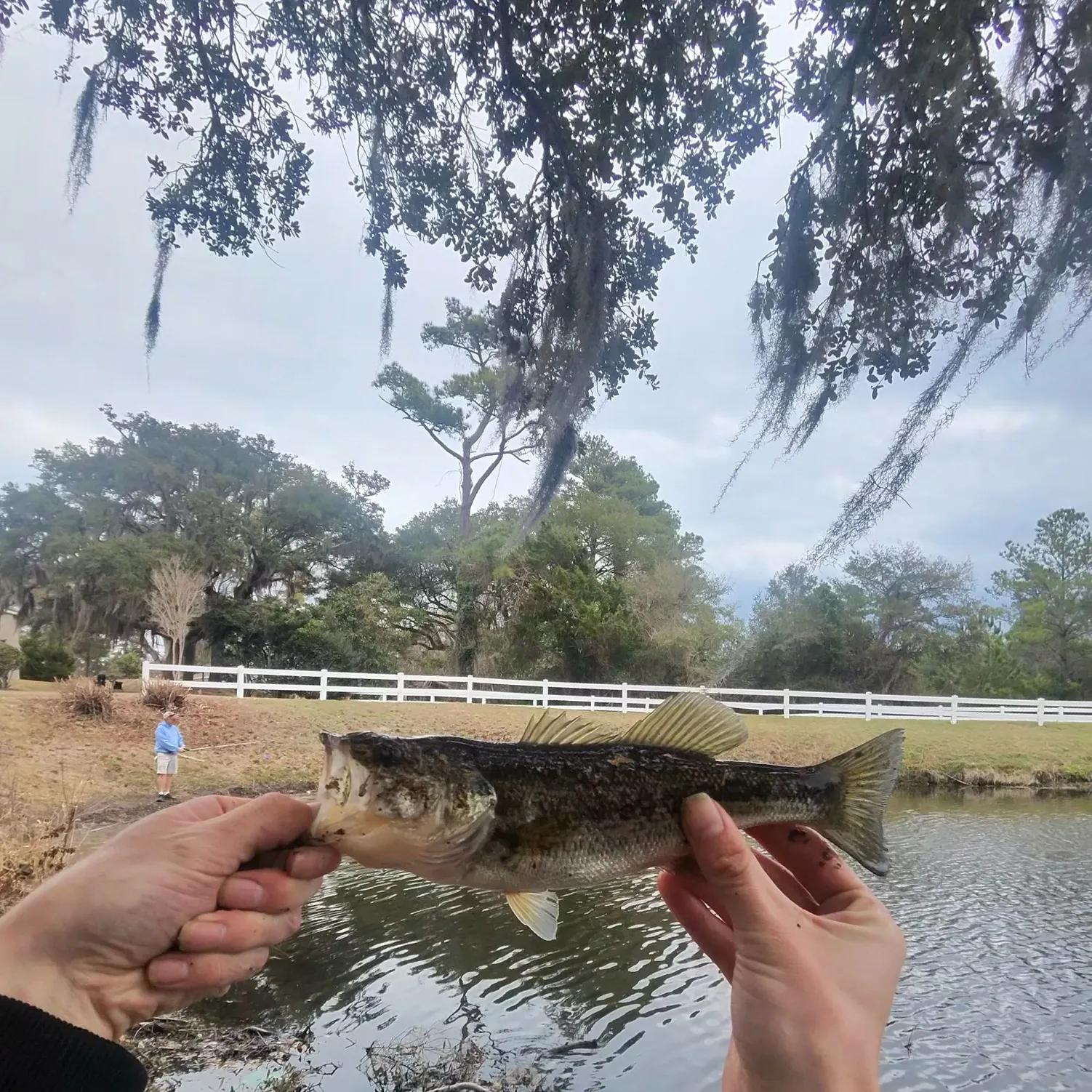 The most recent Largemouth bass catches on Fishbrain