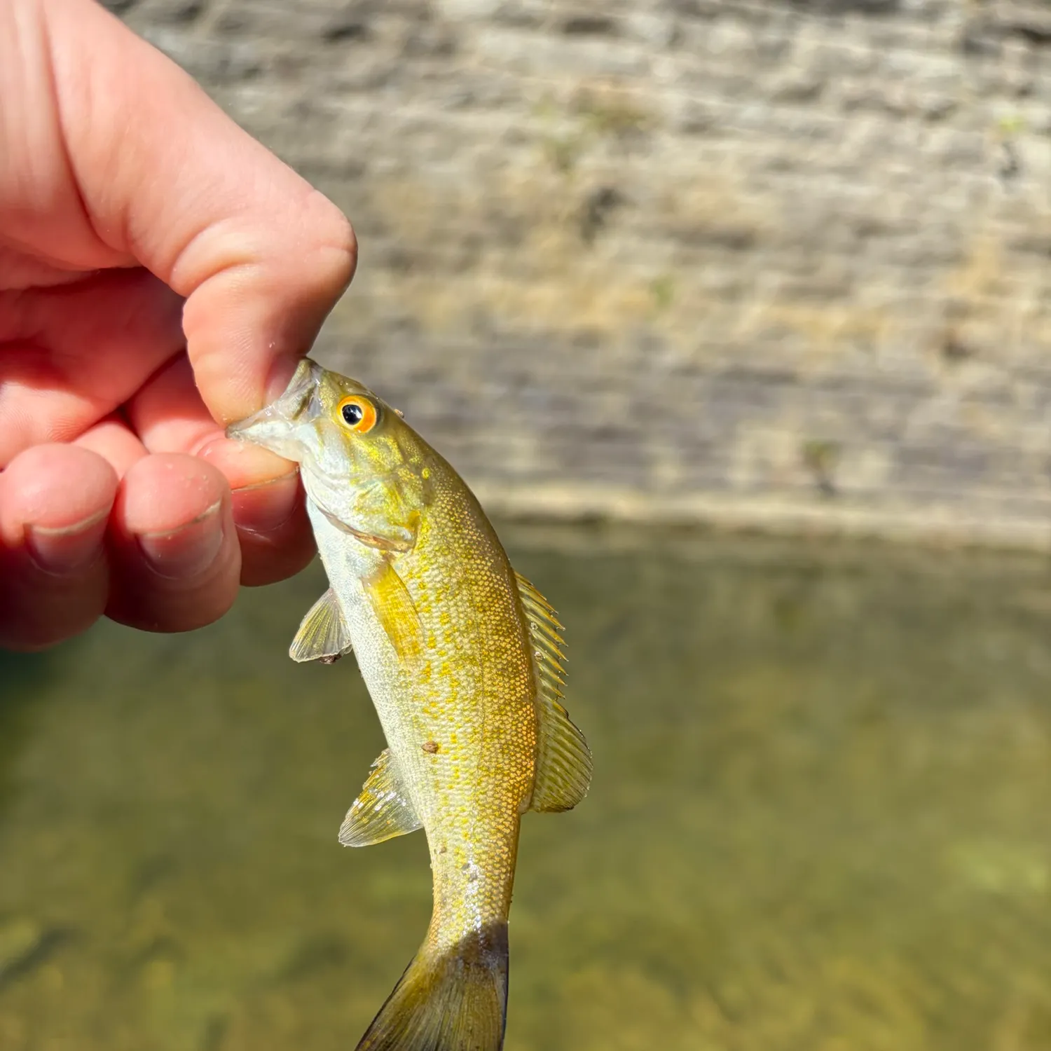 Smallmouth bass caught on Fishbrain