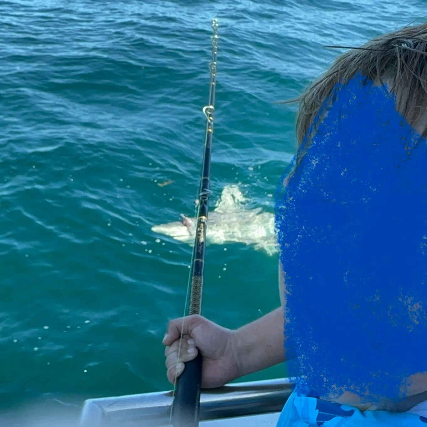 The most recent Sandbar shark catches on Fishbrain