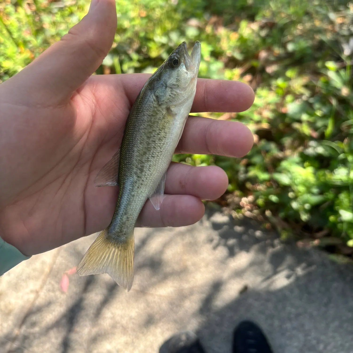 Spotted bass caught on Fishbrain