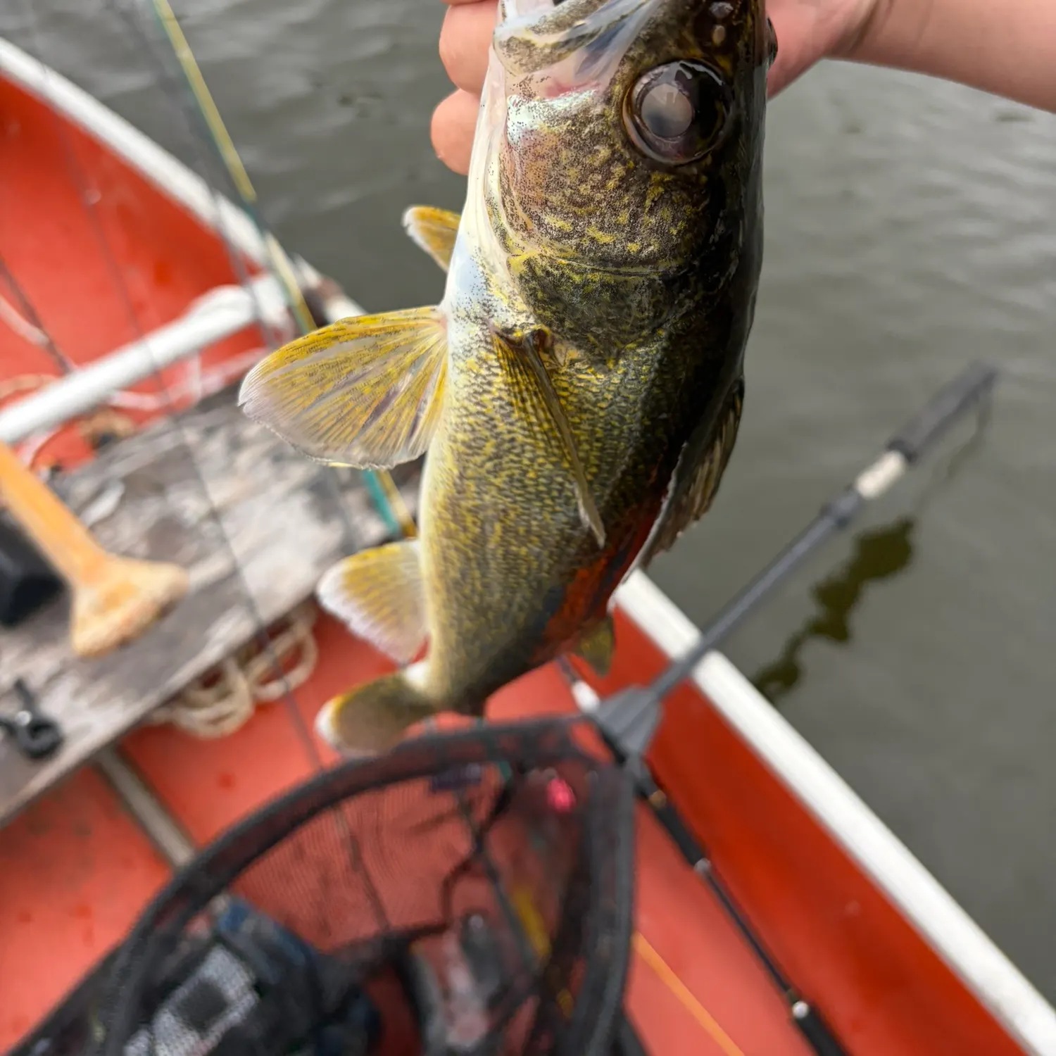 The most recent Walleye catches on Fishbrain