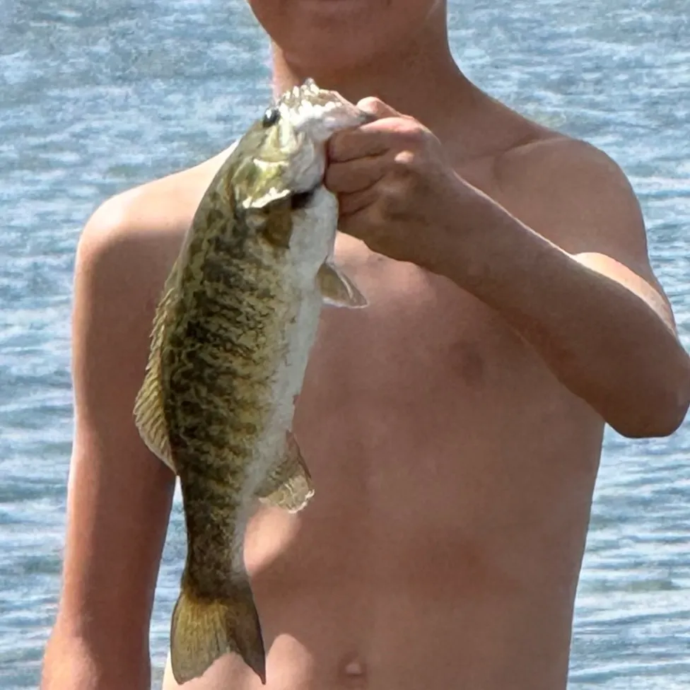 Smallmouth bass caught on Fishbrain