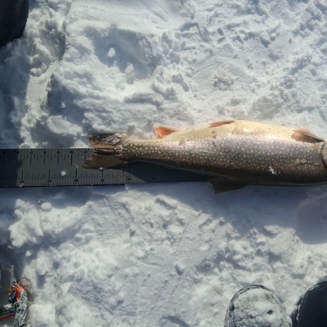 The most recent Splake catches on Fishbrain