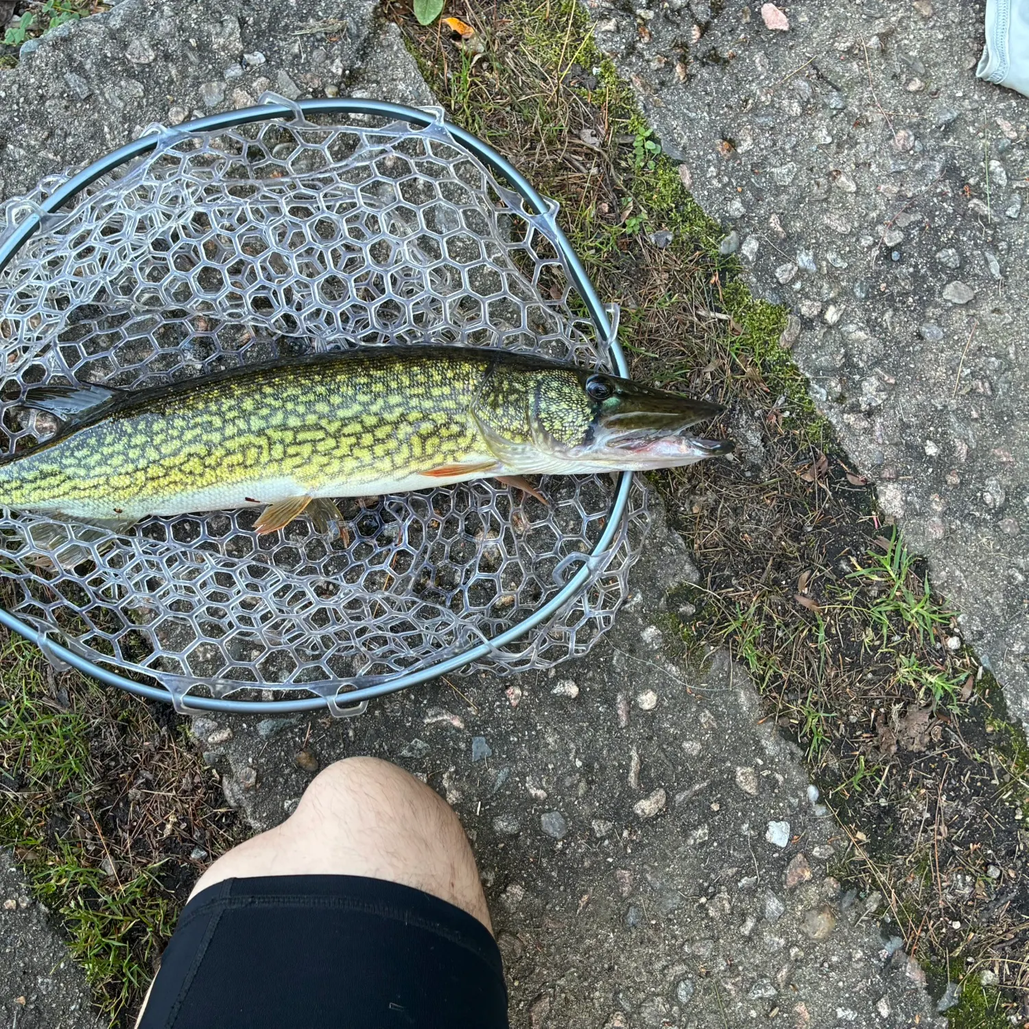 catch