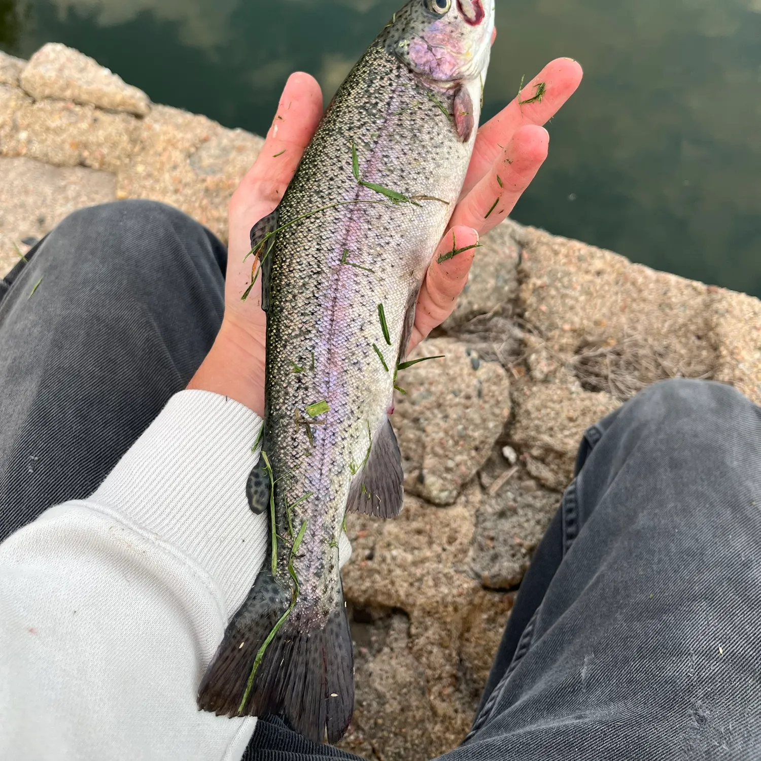 Rainbow trout caught on Fishbrain