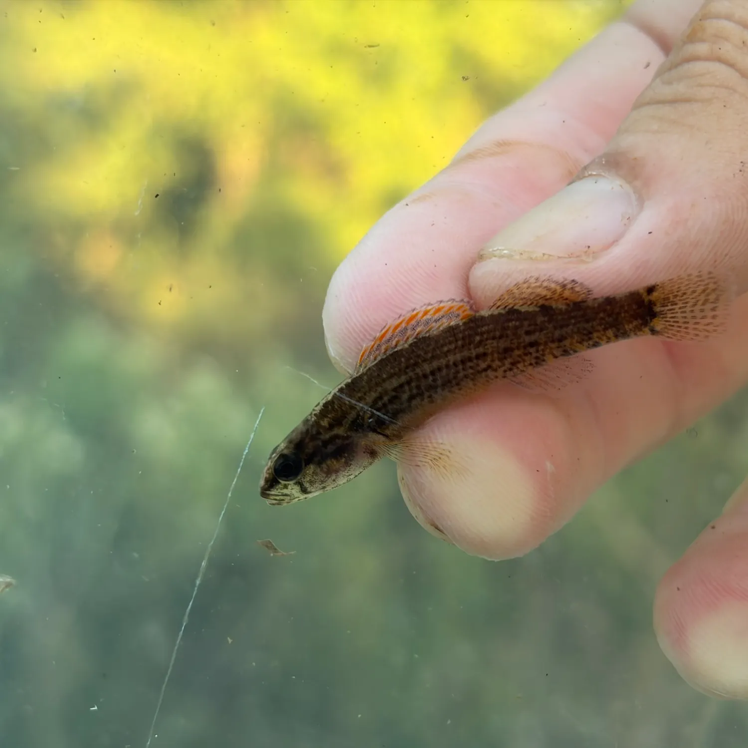 The most recent Gulf darter catches on Fishbrain
