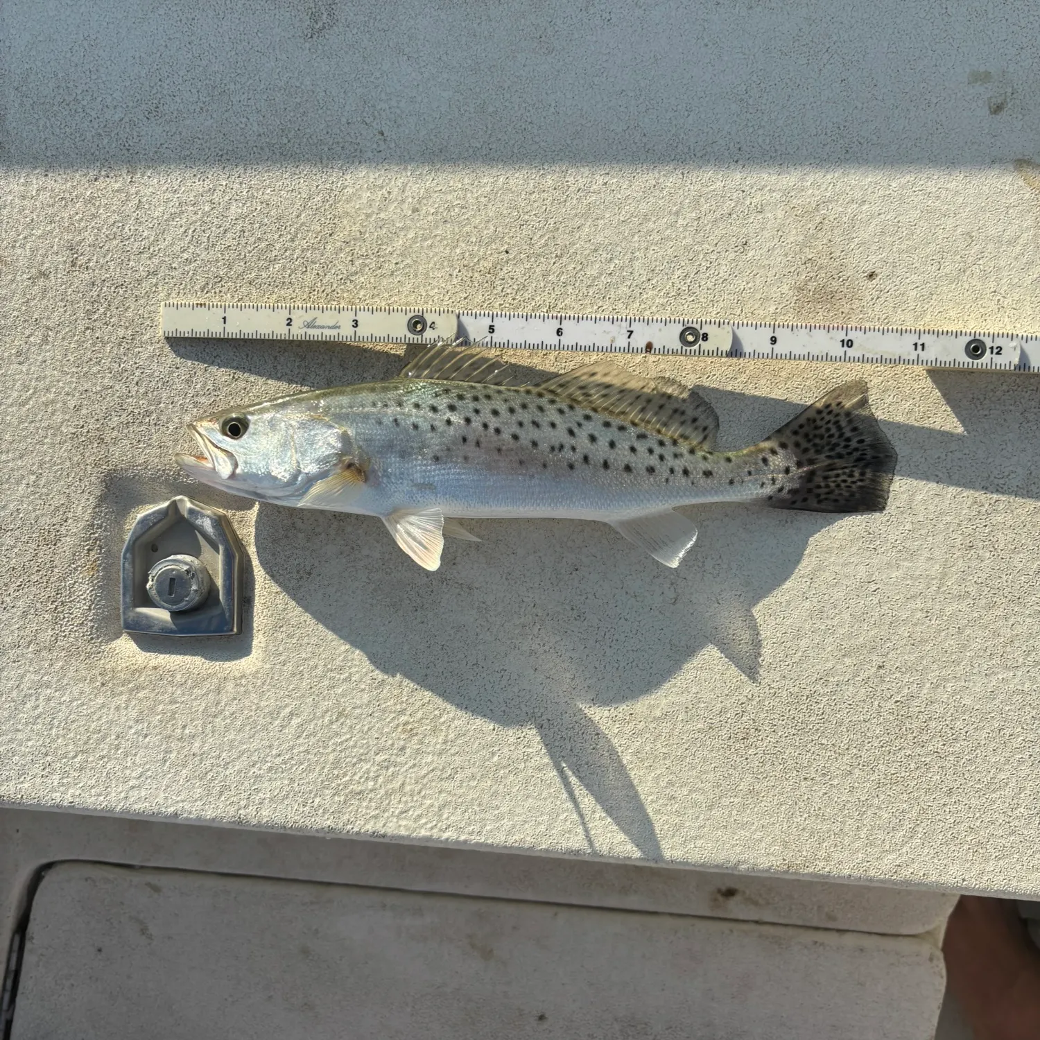 Spotted seatrout caught on Fishbrain