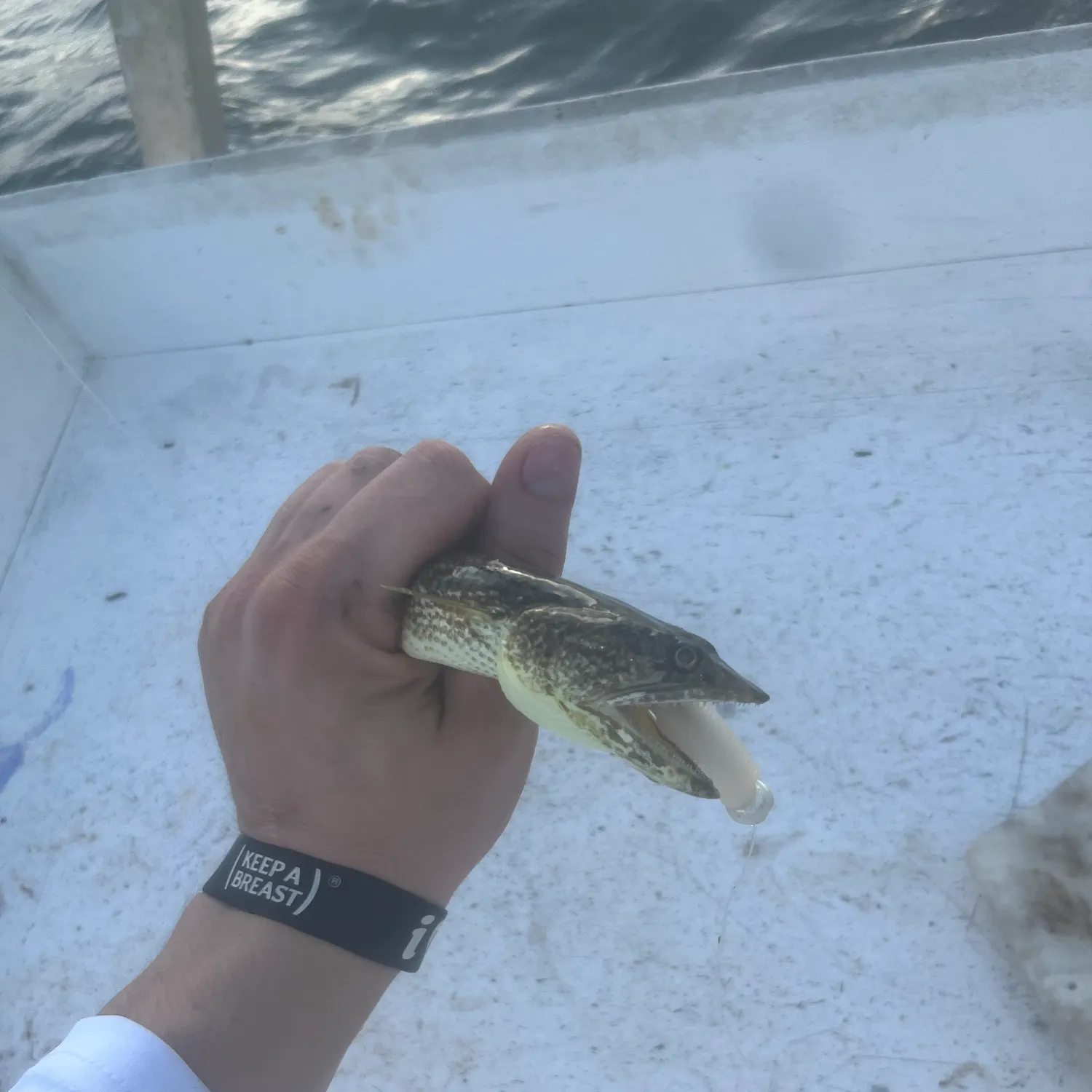 Inshore lizardfish caught on Fishbrain