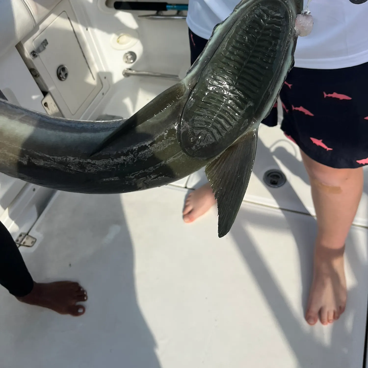 The most recent Live sharksucker catches on Fishbrain