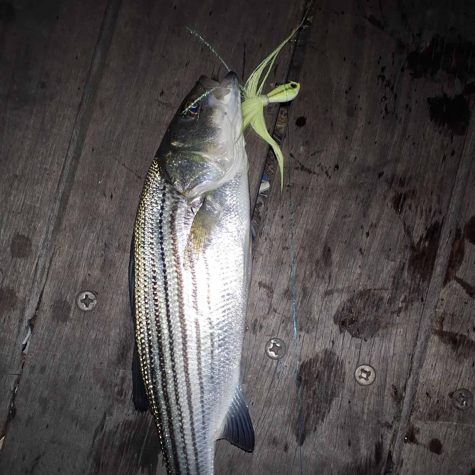 Striped bass caught on Fishbrain