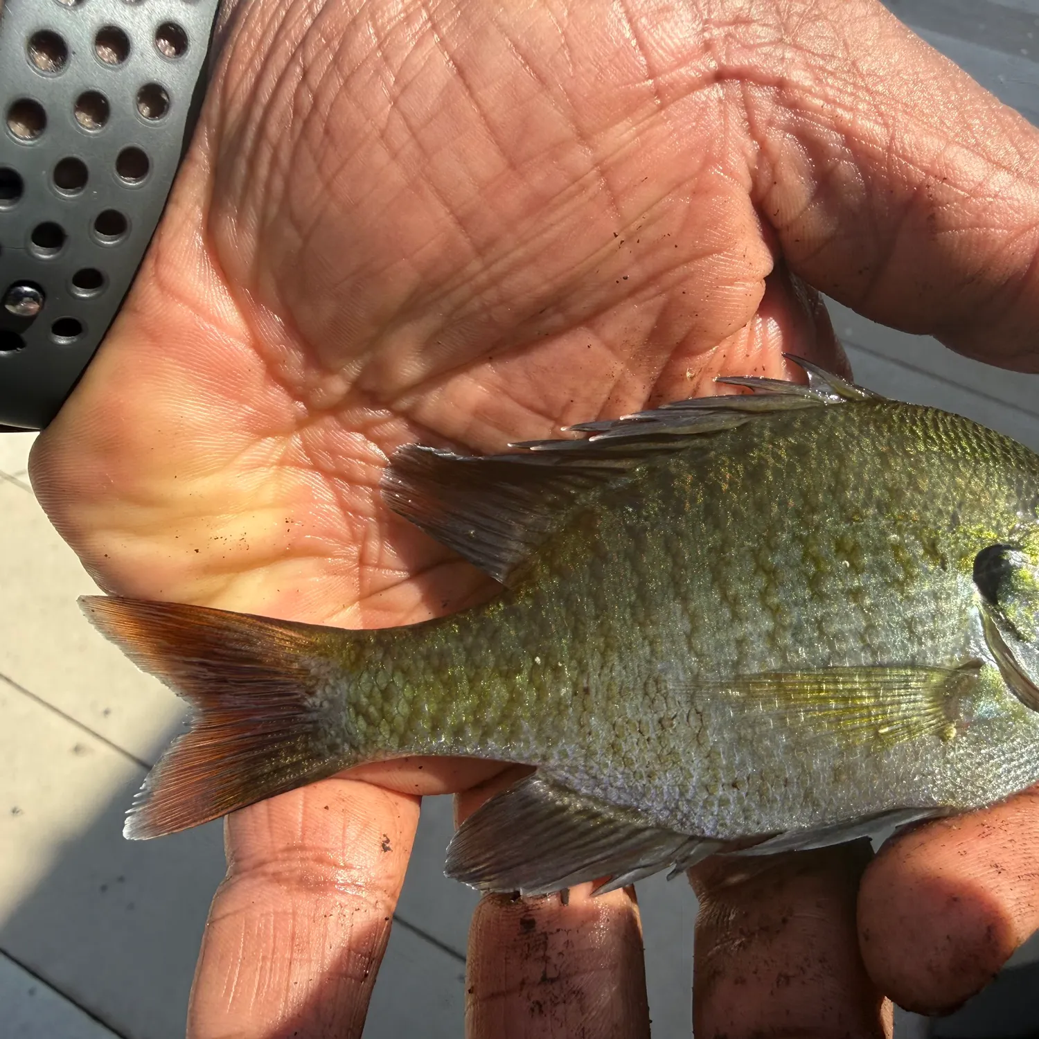 Bluegill caught on Fishbrain