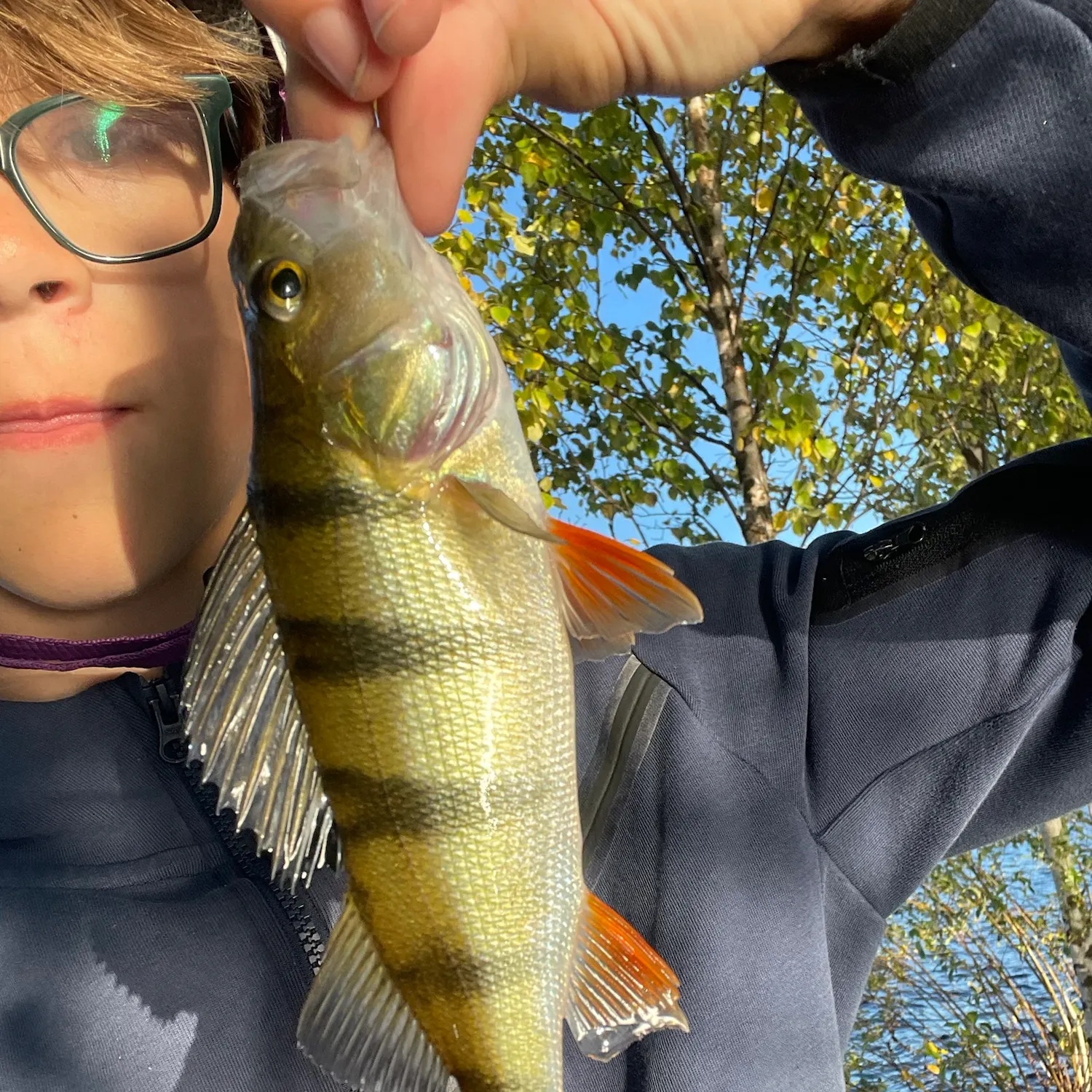 European perch caught on Fishbrain