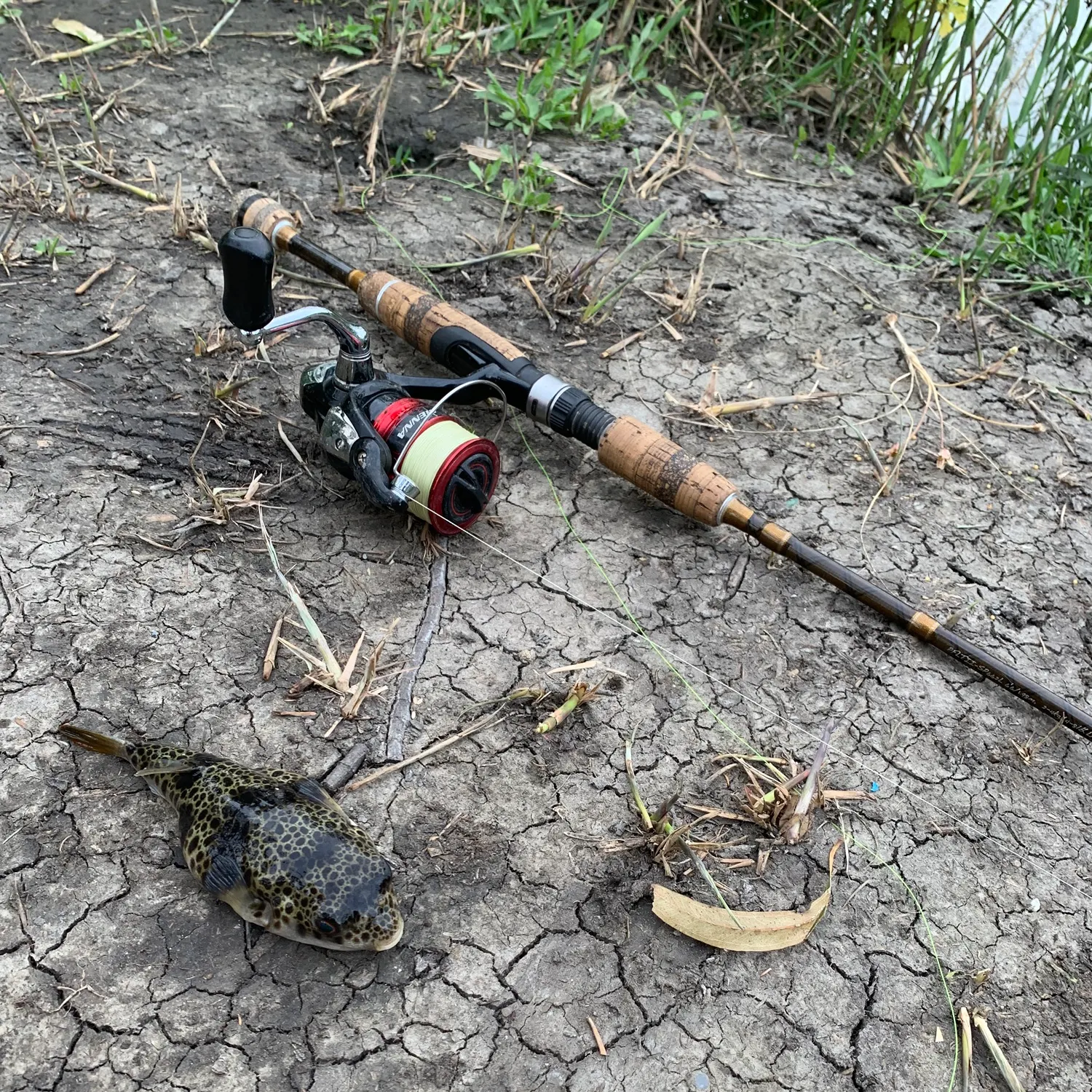 The most recent Smooth toadfish catches on Fishbrain