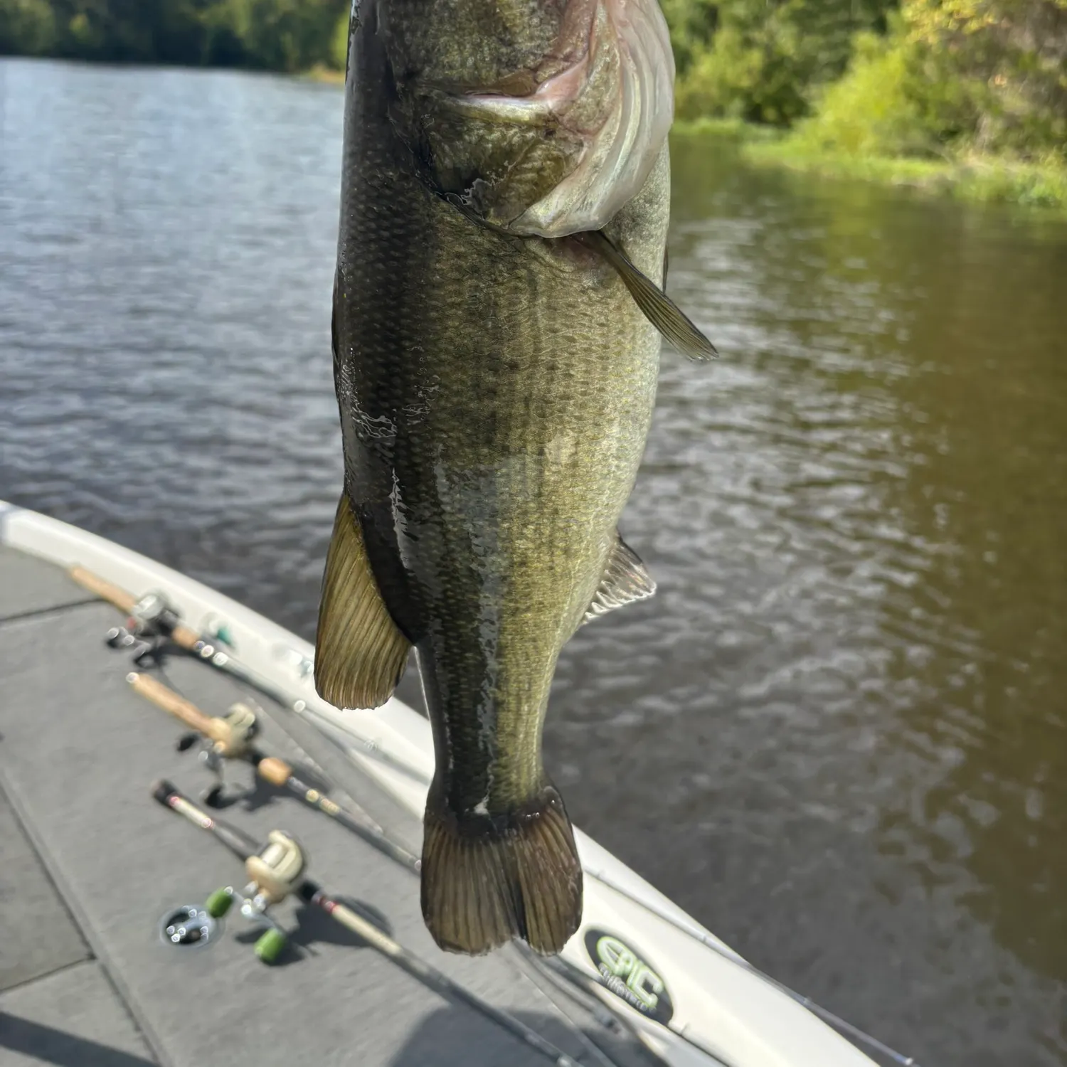 Largemouth bass caught on Fishbrain
