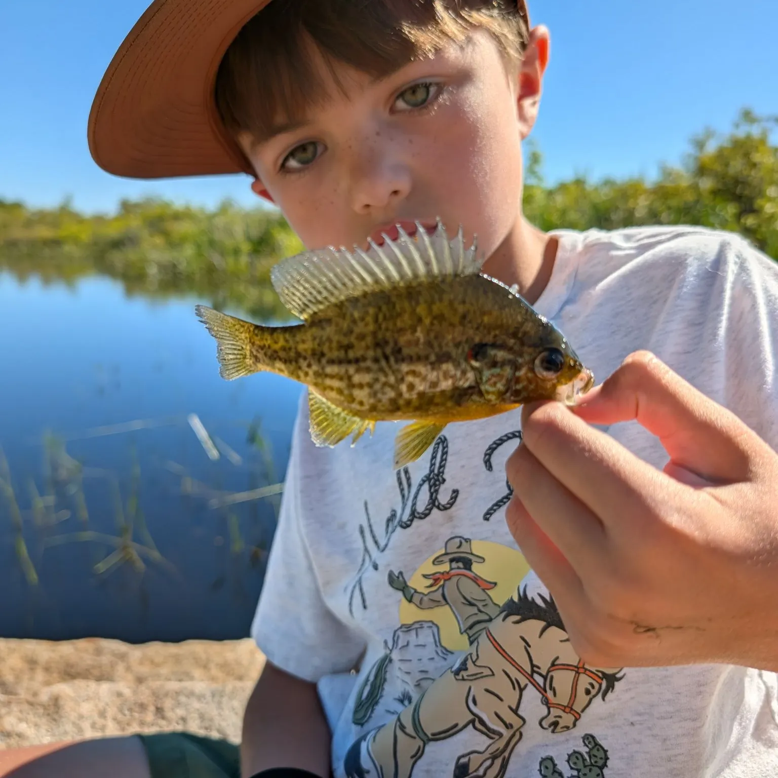 Pumpkinseed caught on Fishbrain
