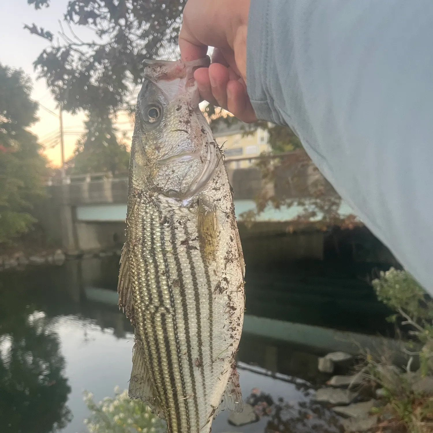 Striped bass caught on Fishbrain